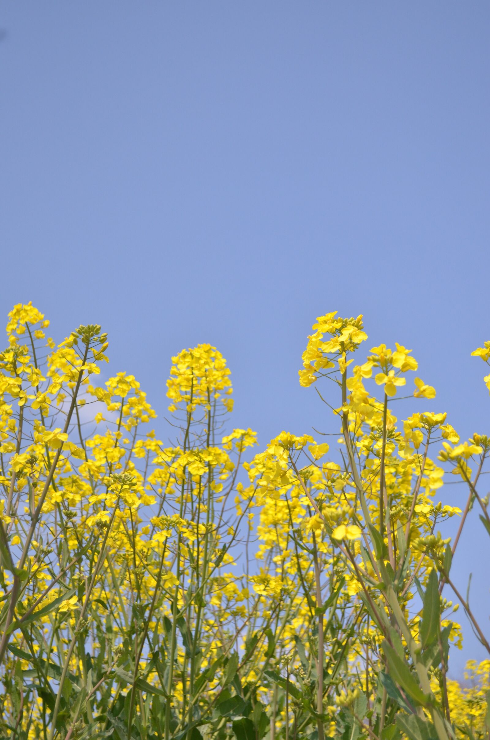 Nikon D5100 sample photo. Rape blossoms, spring, flowers photography