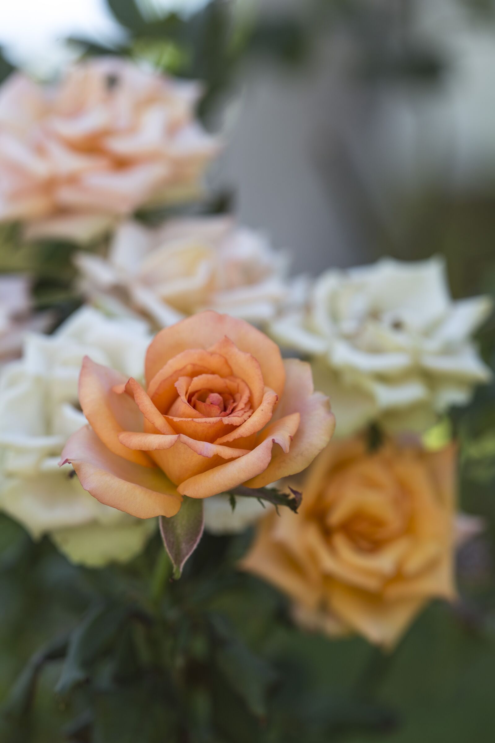 Canon EOS 6D + Canon EF 100mm F2.8 Macro USM sample photo. Roses, flower, orange photography