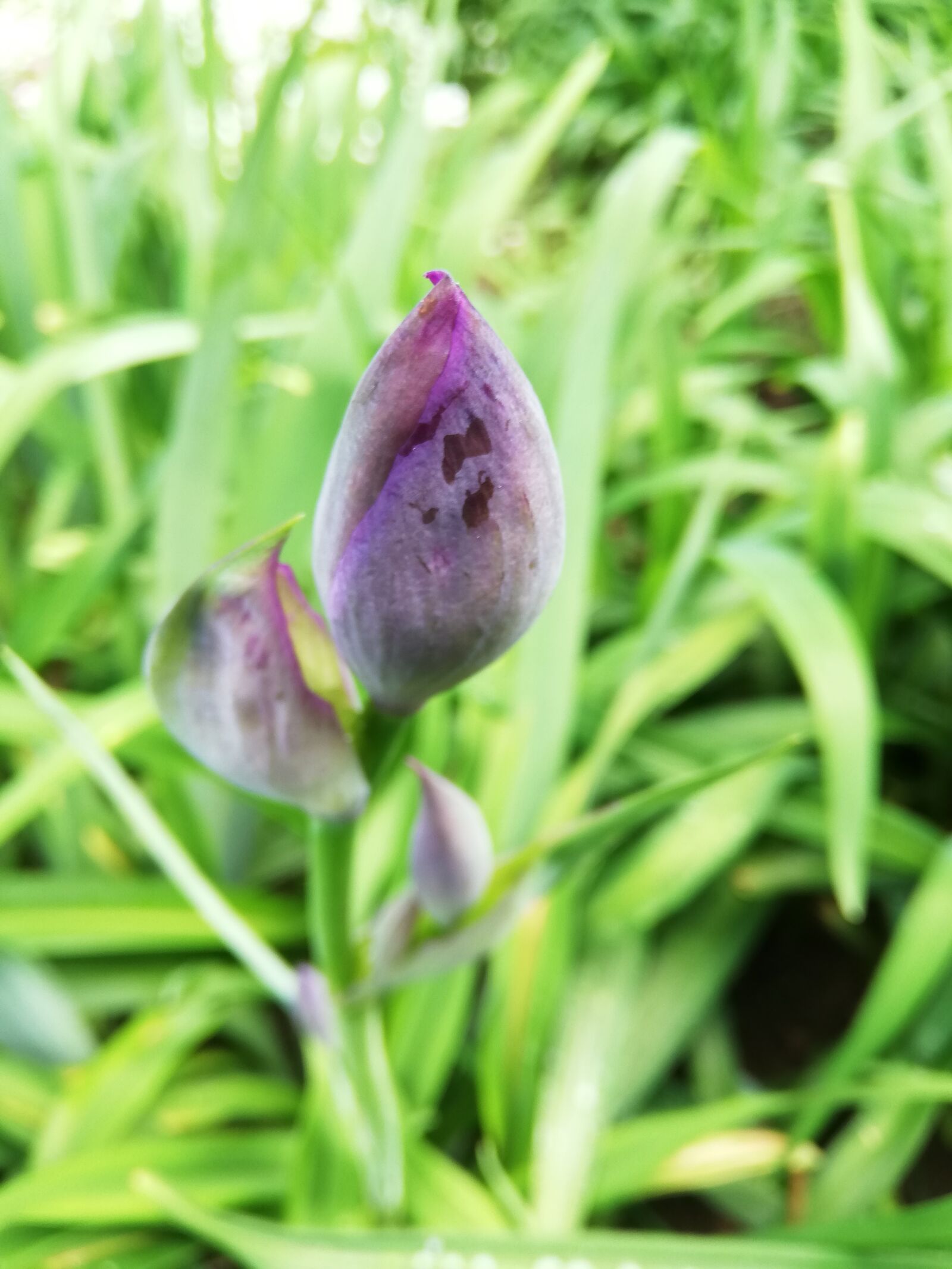 HUAWEI P20 lite sample photo. Flower, tulip, bud photography