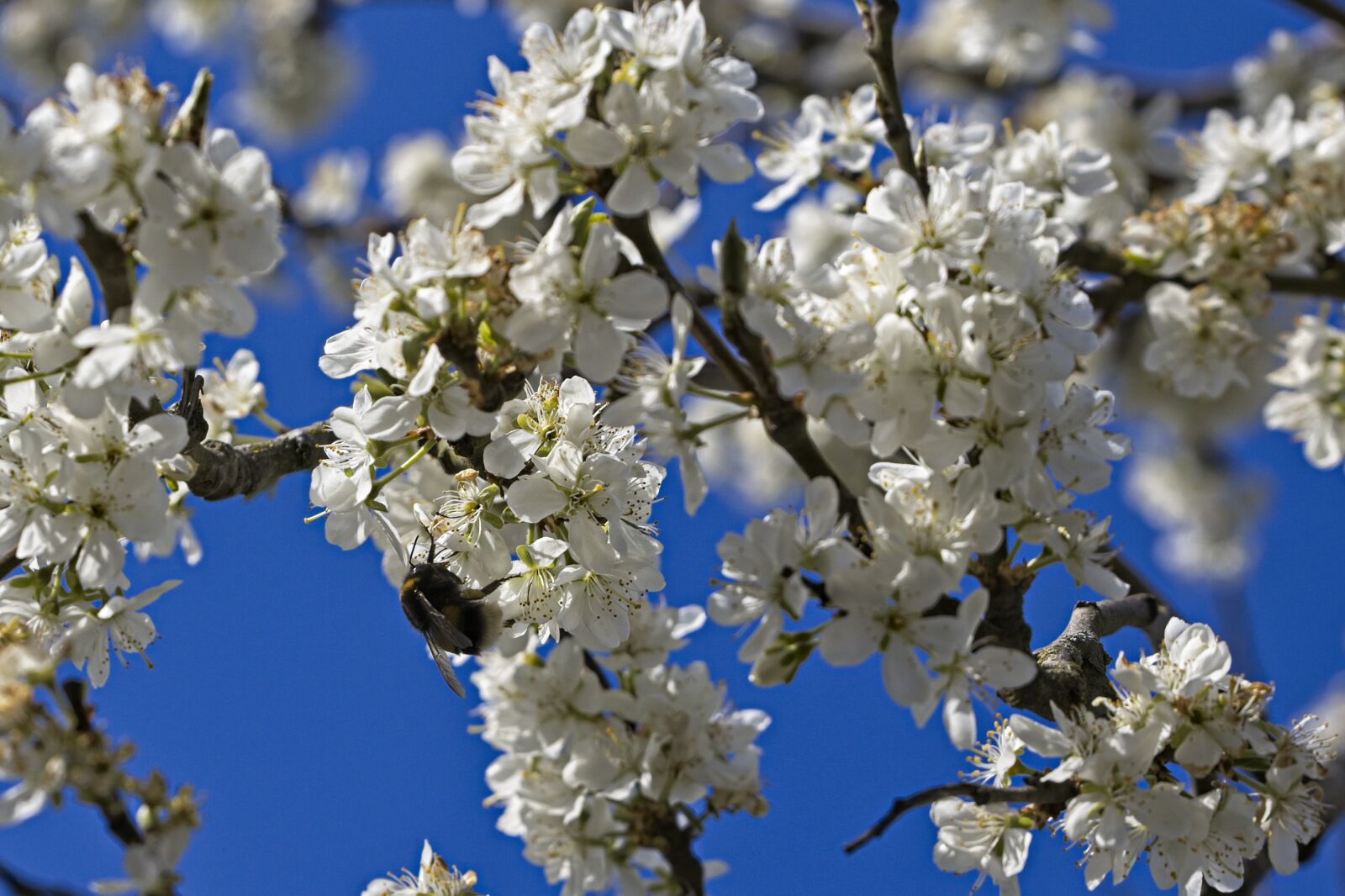 Canon EOS R sample photo. Plum tree, plums, blossom photography