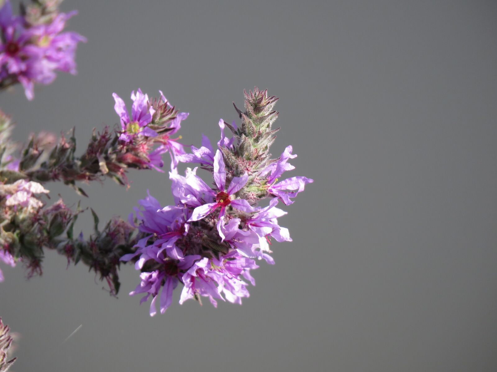Canon PowerShot SX60 HS sample photo. Purple flower, flower, bloom photography
