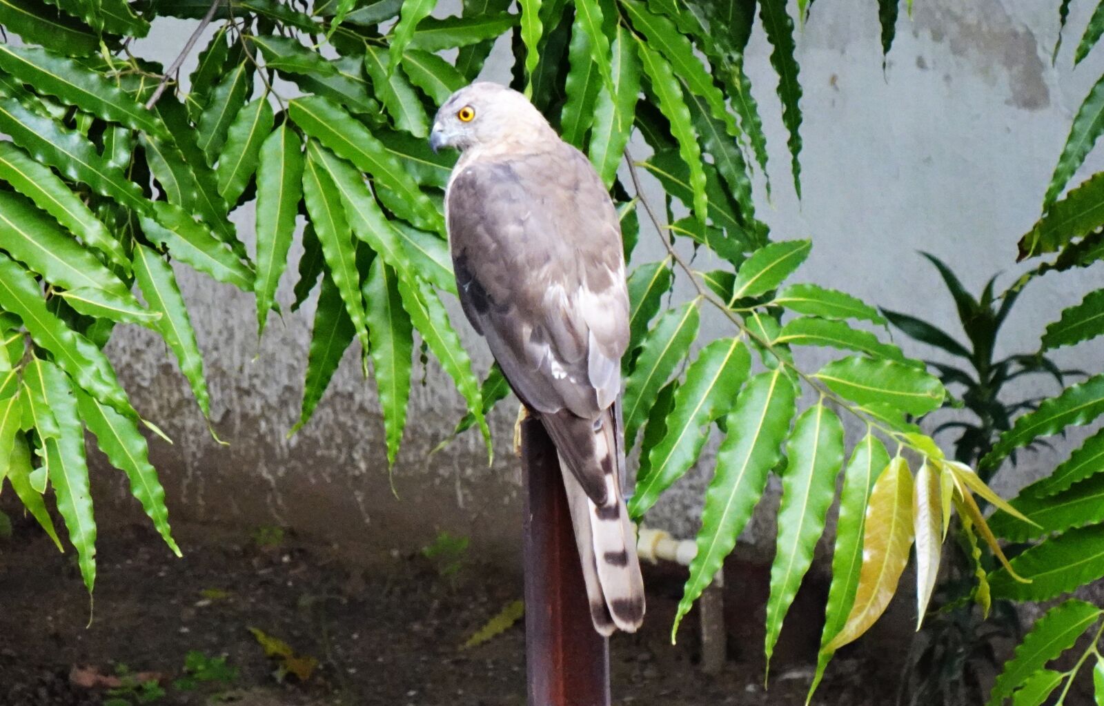Sony DSC-WX800 sample photo. Bird, shikra, accipiter badius photography