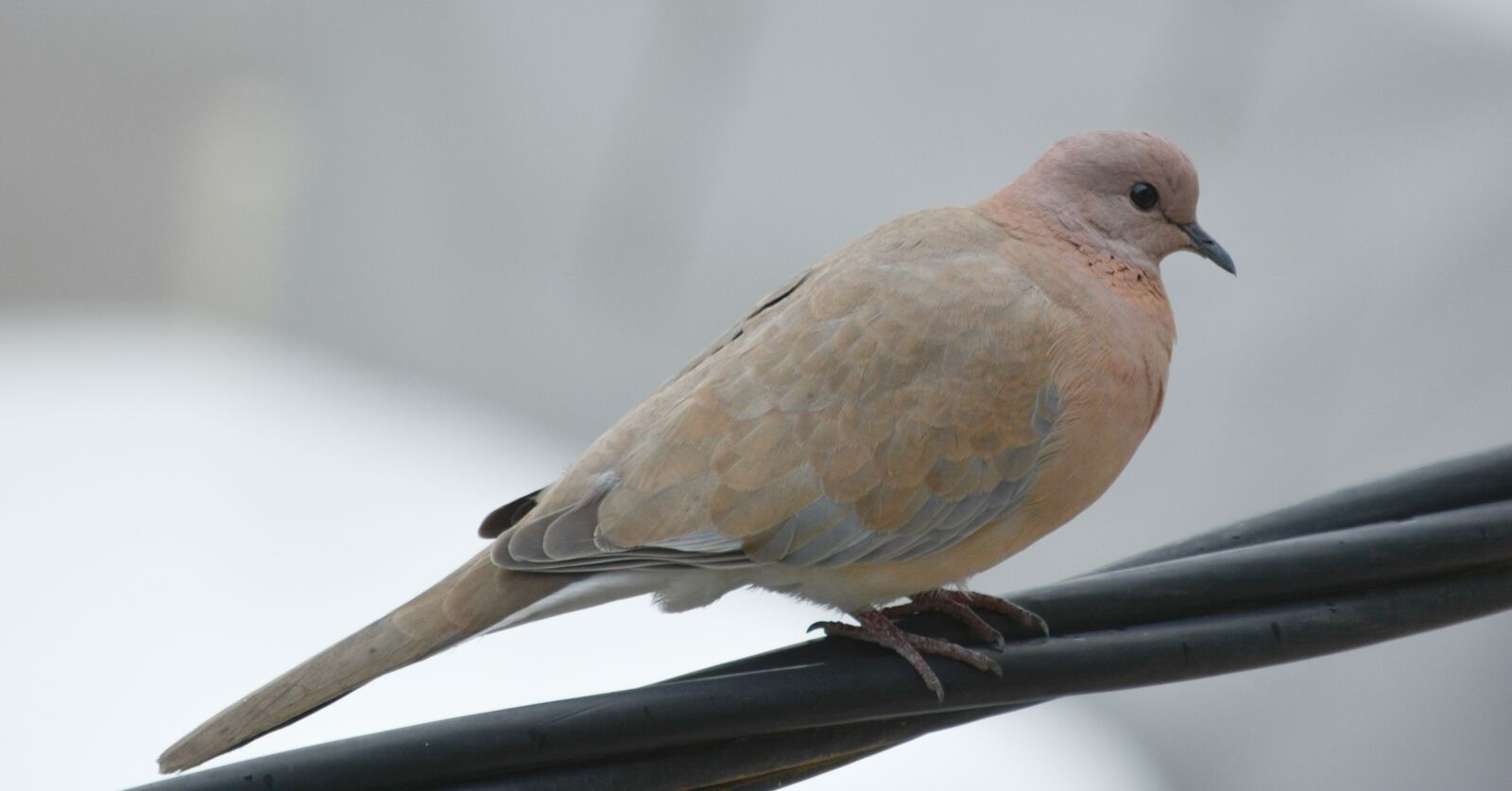 Nikon D5200 sample photo. Bird, nature, wildlife photography