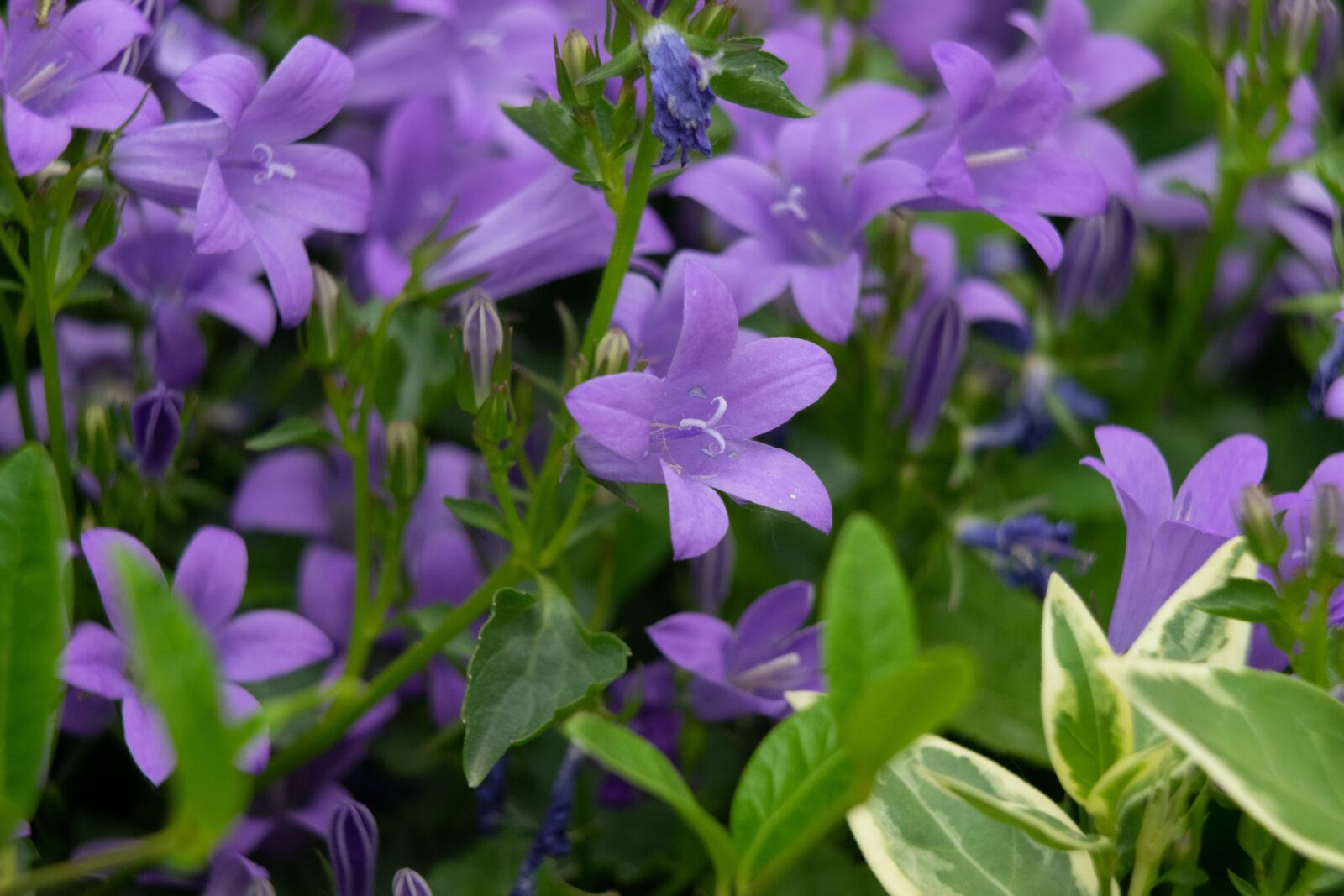 Nikon D3300 sample photo. Flower, rock garden, nature photography