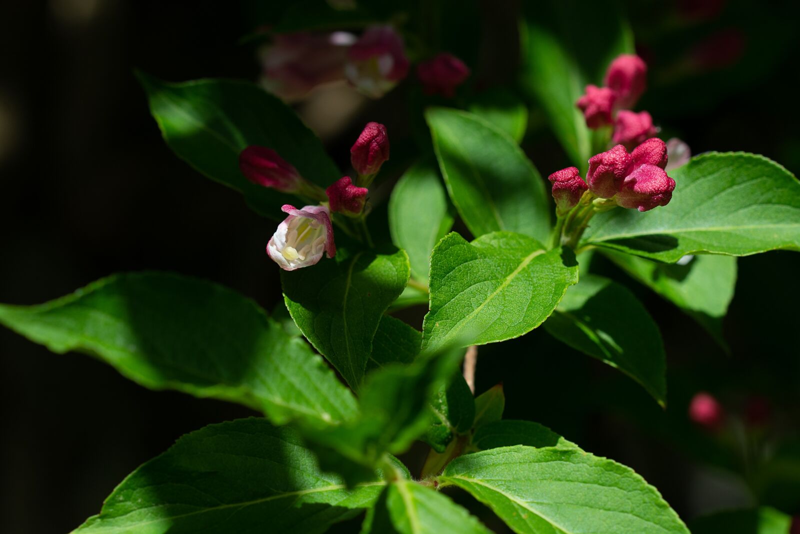 Nikon D7100 sample photo. Flowers, nature, garden photography