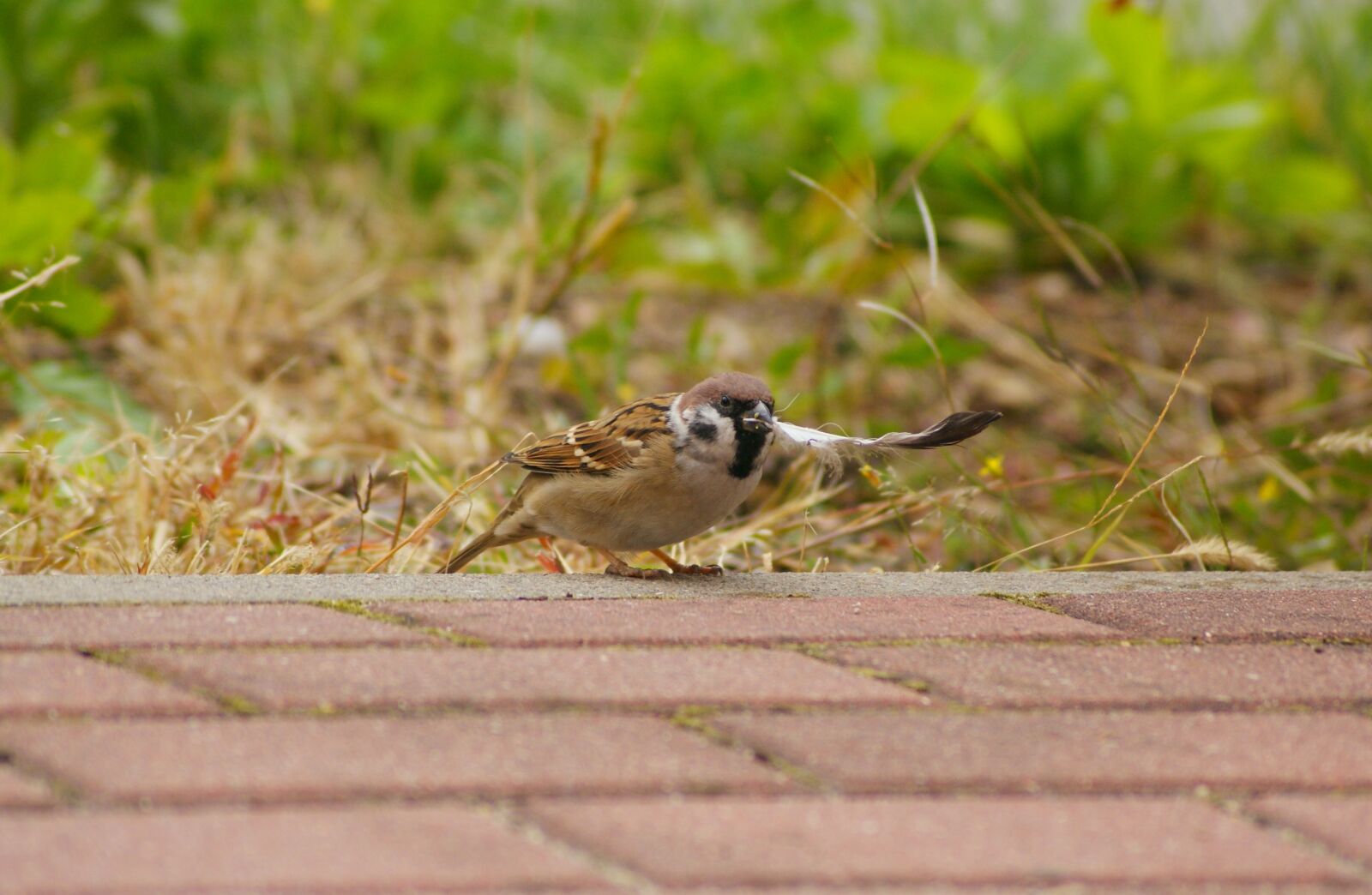 Sony Alpha DSLR-A300 sample photo. The sparrow, mazurka, bird photography