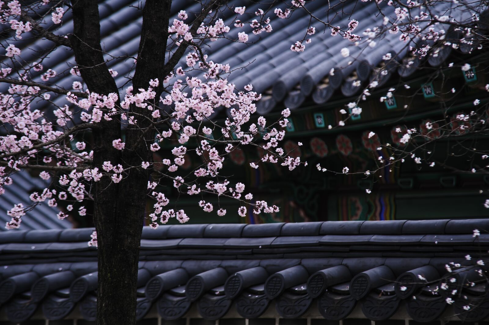 Nikon D700 sample photo. Korea, traditional, tree photography