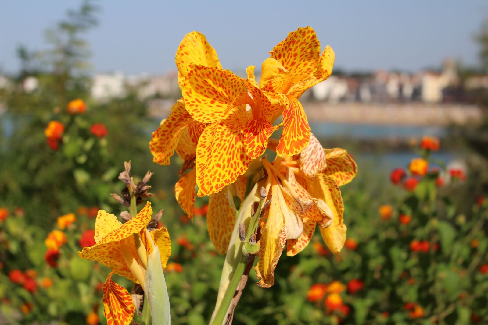 Canon EOS 700D (EOS Rebel T5i / EOS Kiss X7i) sample photo. Flower, iris, blossom photography