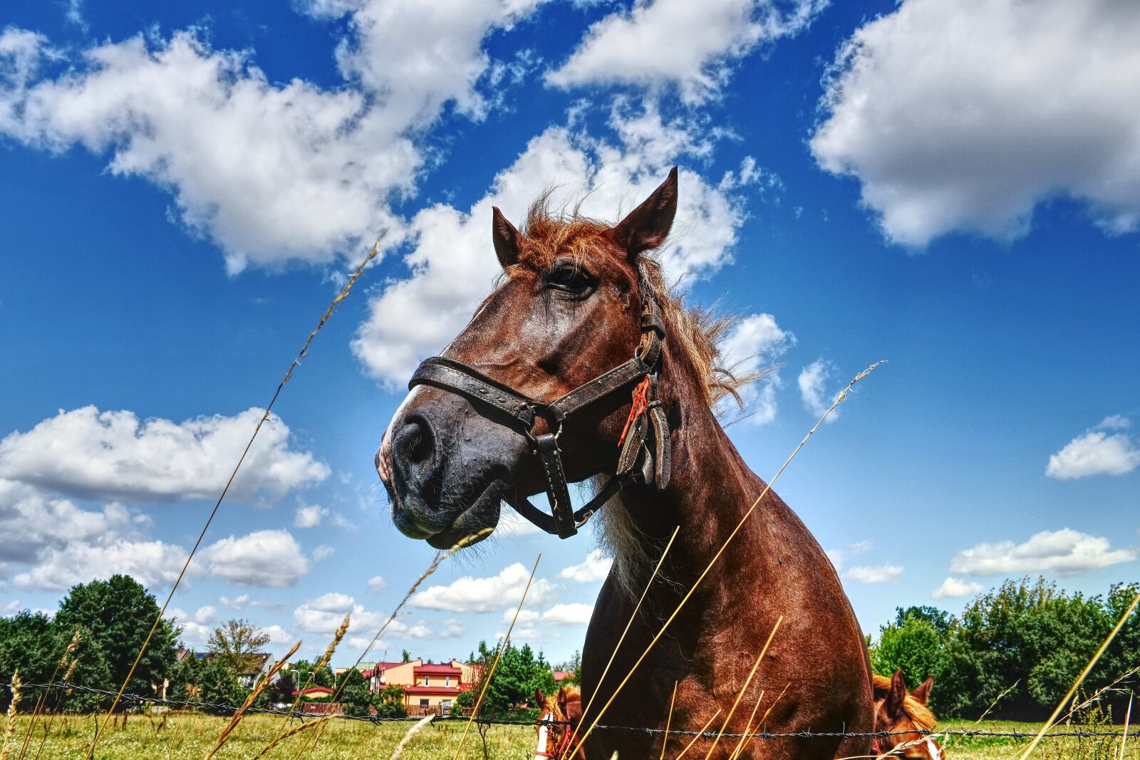 Nikon D7500 sample photo. The horse, horses, meadow photography