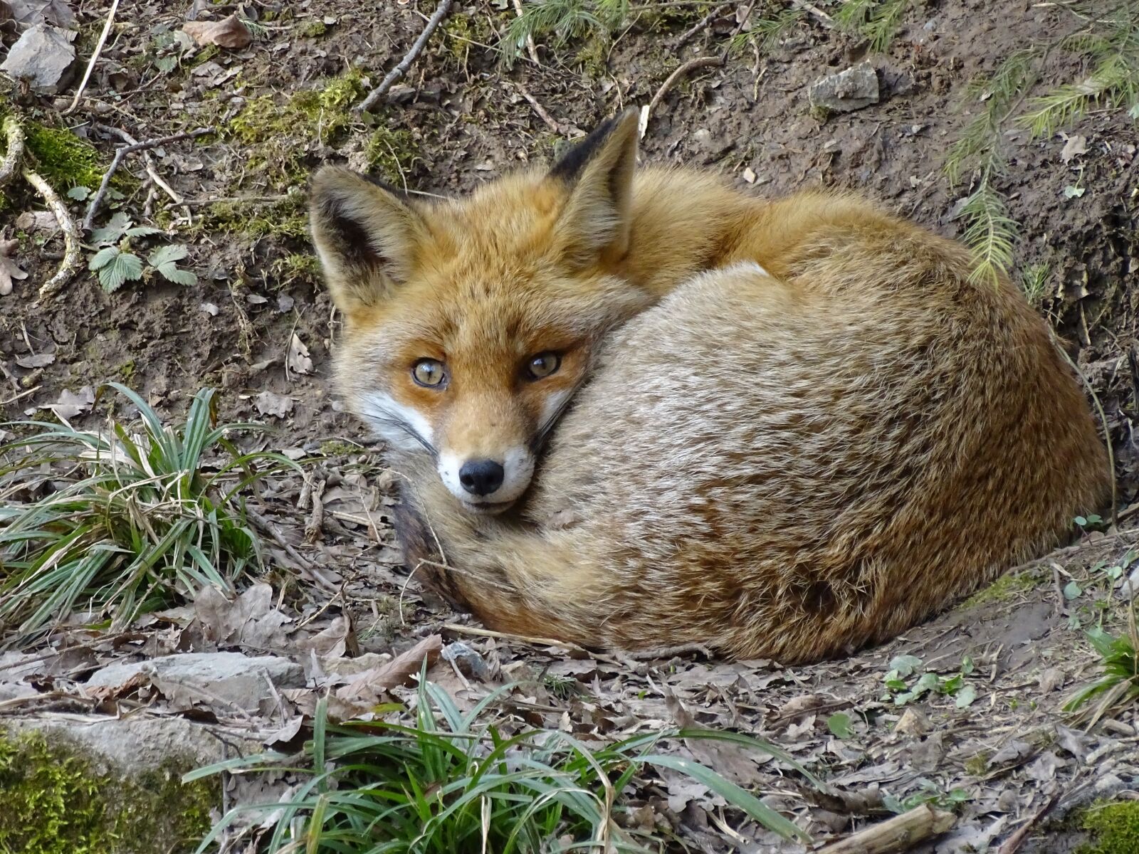 Sony Cyber-shot DSC-HX400V sample photo. Fuchs, wildlife park, animal photography