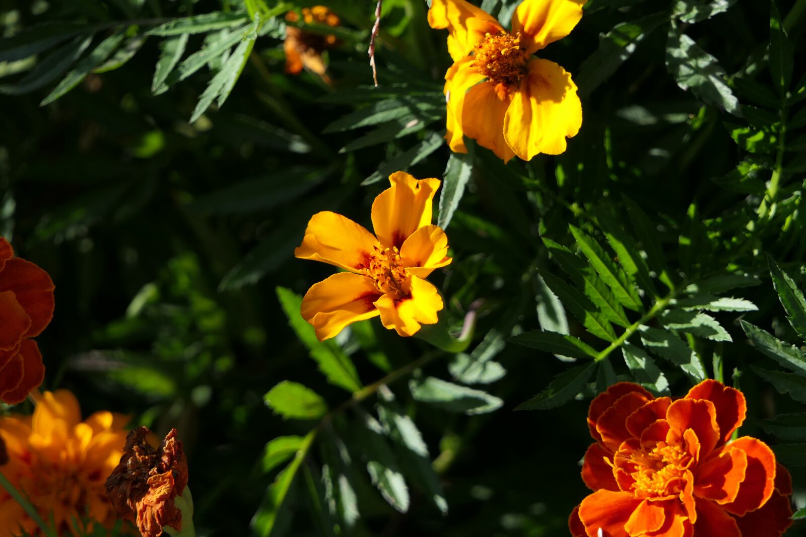 Panasonic Lumix DMC-FZ2500 (Lumix DMC-FZ2000) sample photo. Flower, garden, yellow photography