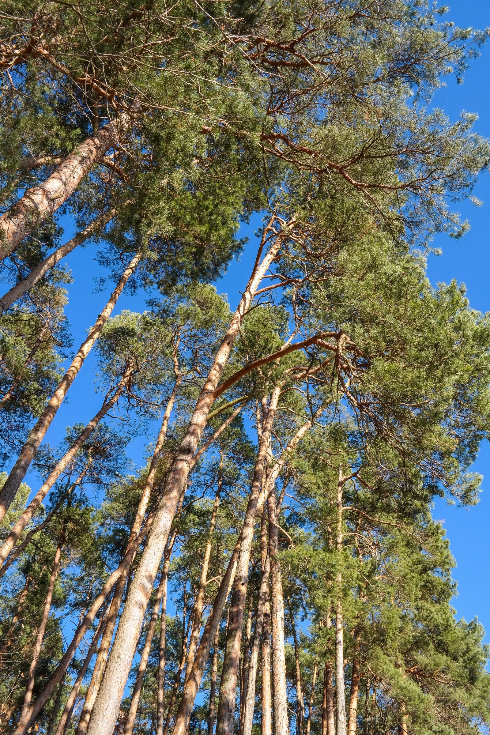 Samsung NX300 sample photo. Trees, pine, log photography