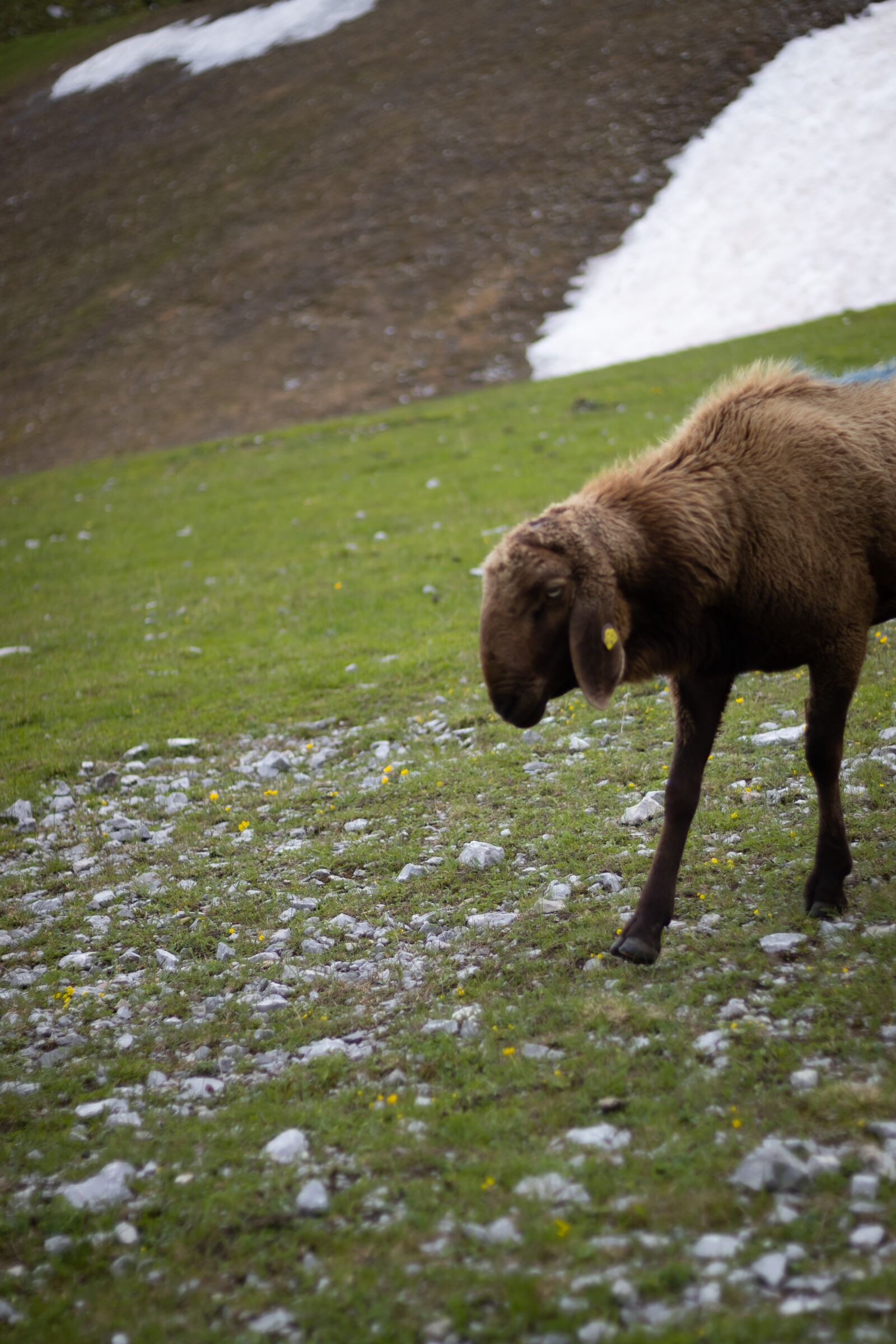Canon EF 50mm F1.8 STM sample photo. Sheep, brown sheep, animal photography