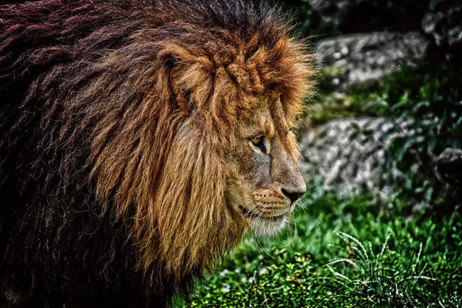 Nikon D7200 sample photo. Lion, predator, dangerous photography
