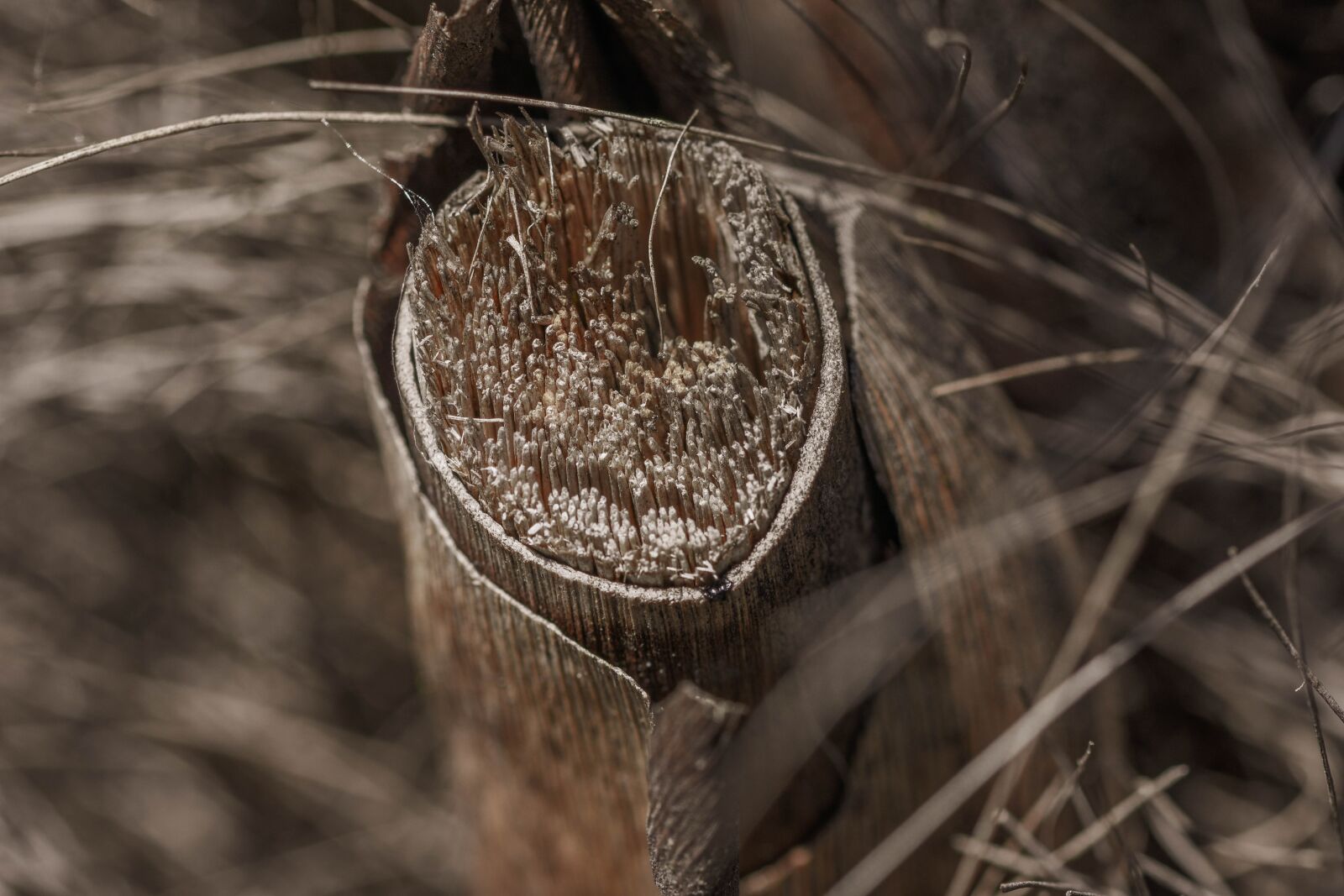 Nikon D7200 sample photo. Palmtree, macro, old photography