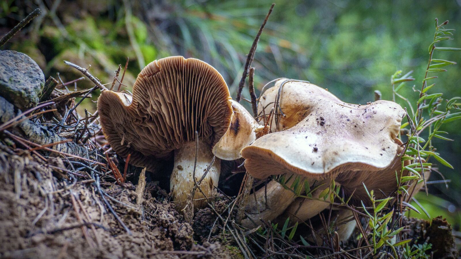Sony a6000 sample photo. Mushrooms, forest, autumn photography