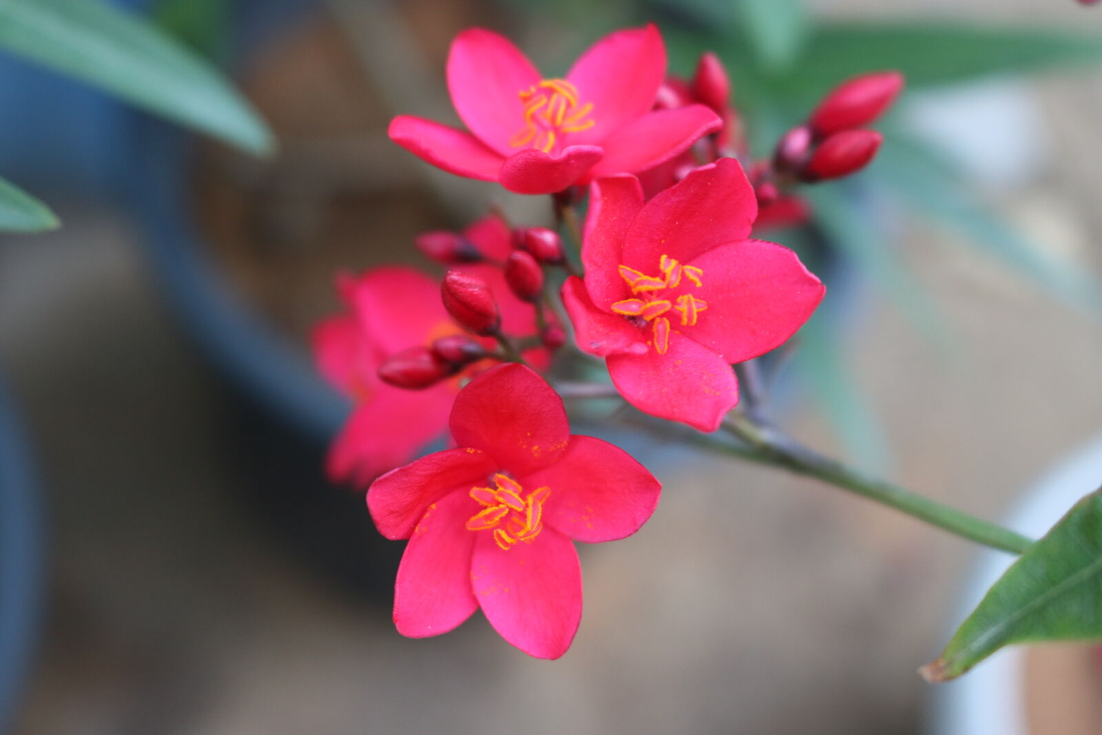 Canon EOS 750D (EOS Rebel T6i / EOS Kiss X8i) sample photo. Beautiful, flower photography