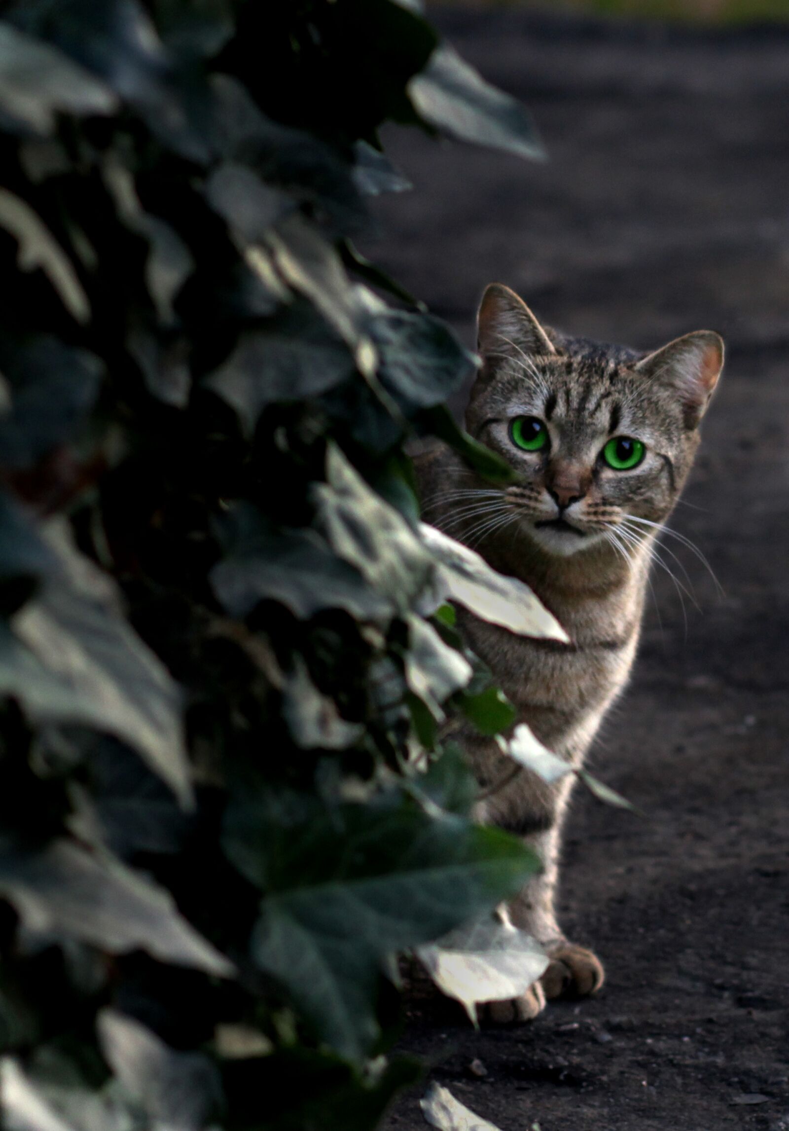 Canon EOS 700D (EOS Rebel T5i / EOS Kiss X7i) + Canon EF 85mm F1.8 USM sample photo. Cat, green eyes, leaves photography