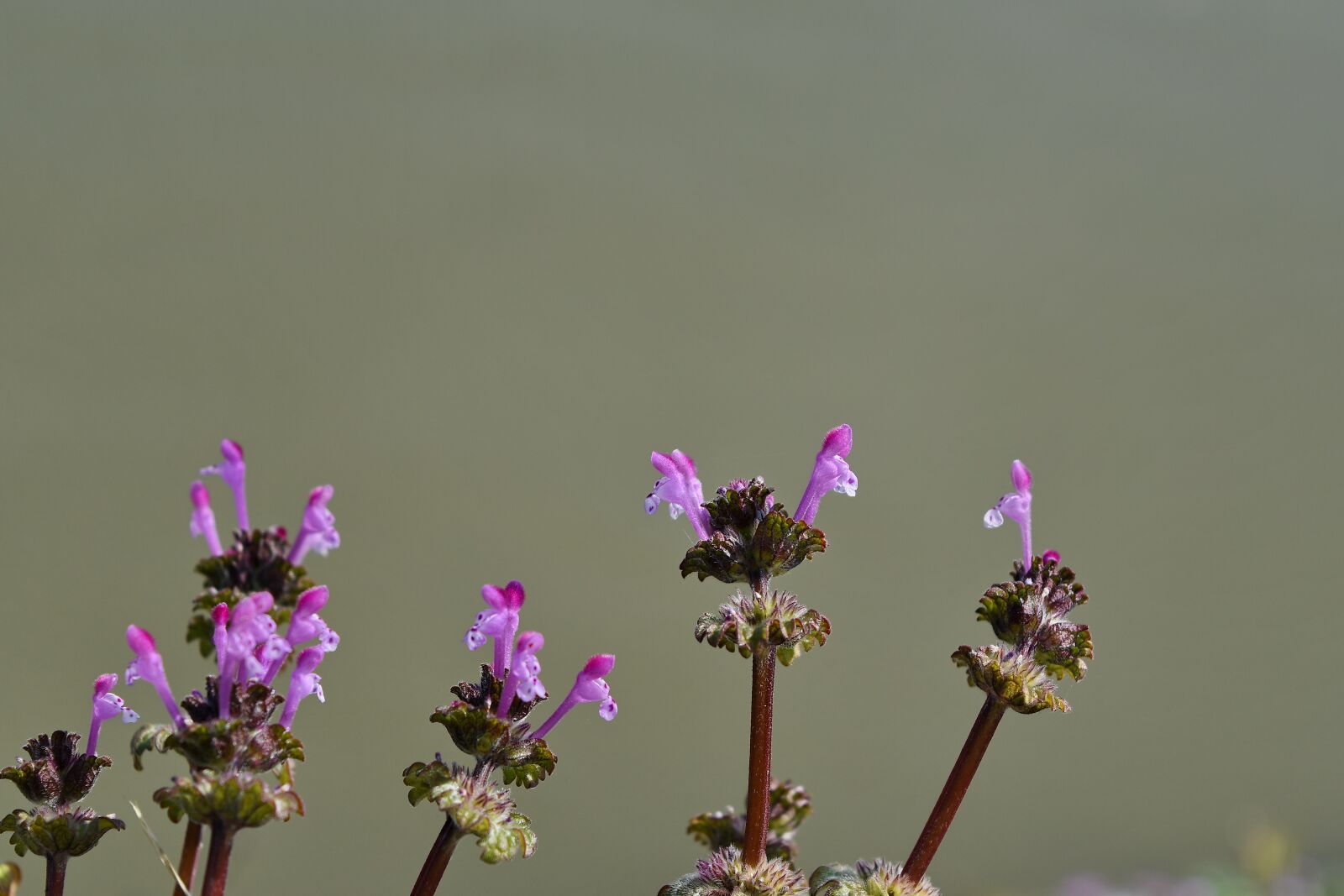 Nikon D5500 sample photo. Garden, nature, pink, blossom photography