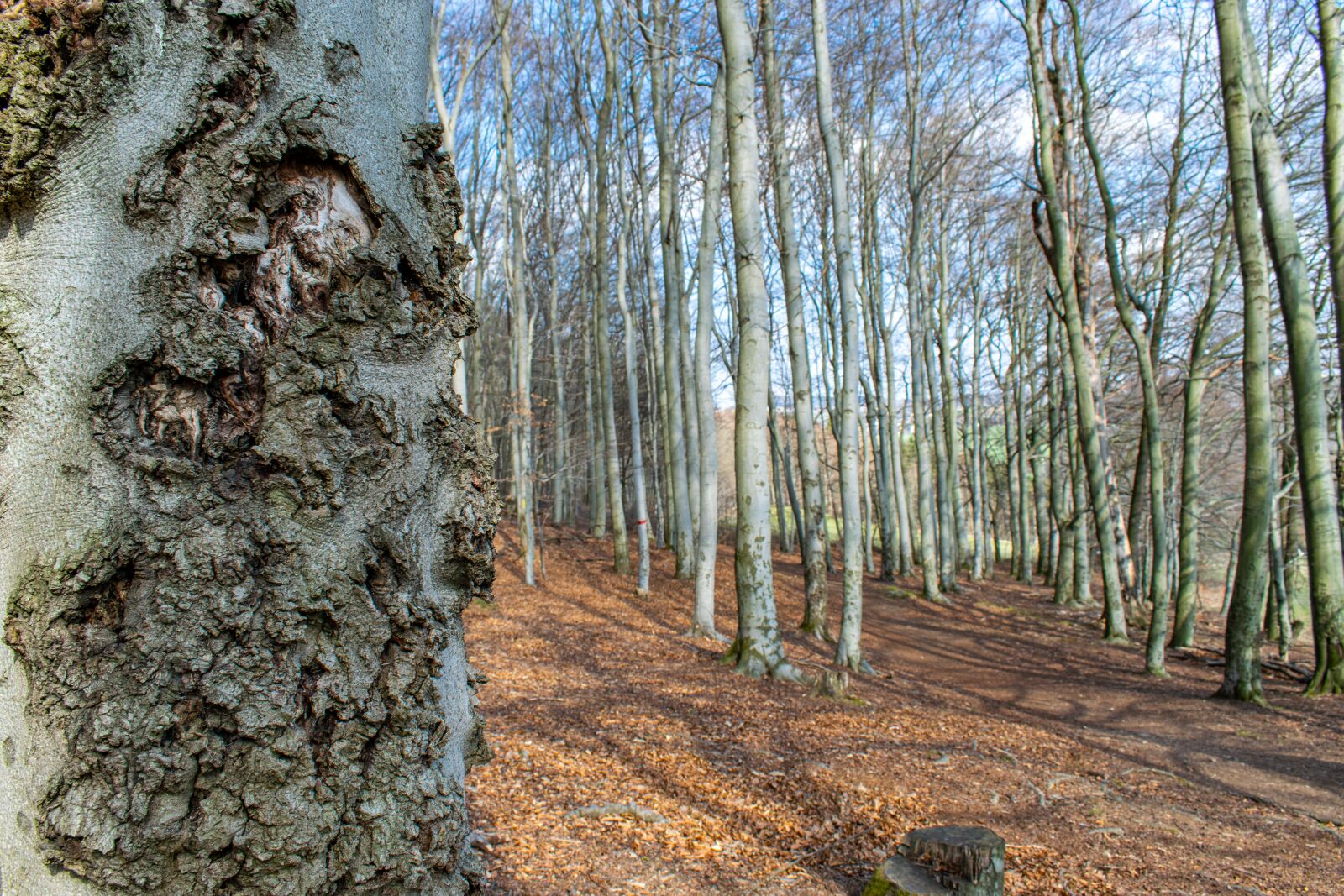 Nikon D5300 sample photo. Beech, bark, beech wood photography