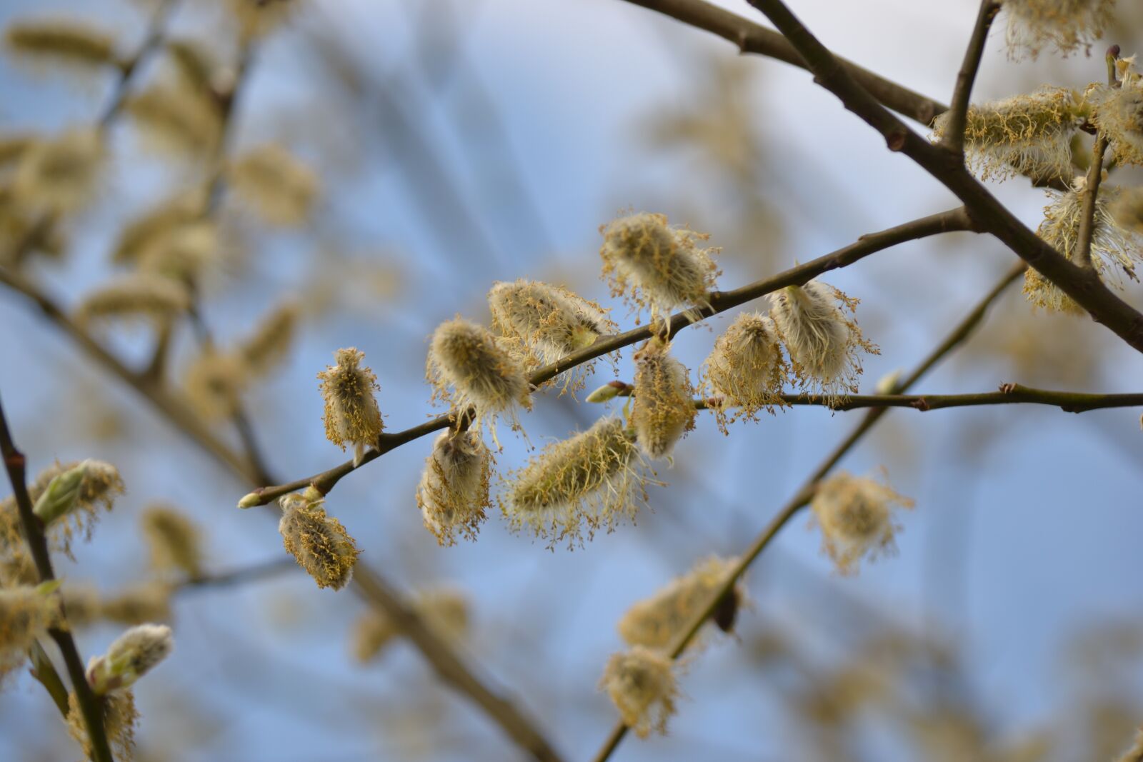 Nikon D3100 sample photo. Kitten, spring, pasture photography