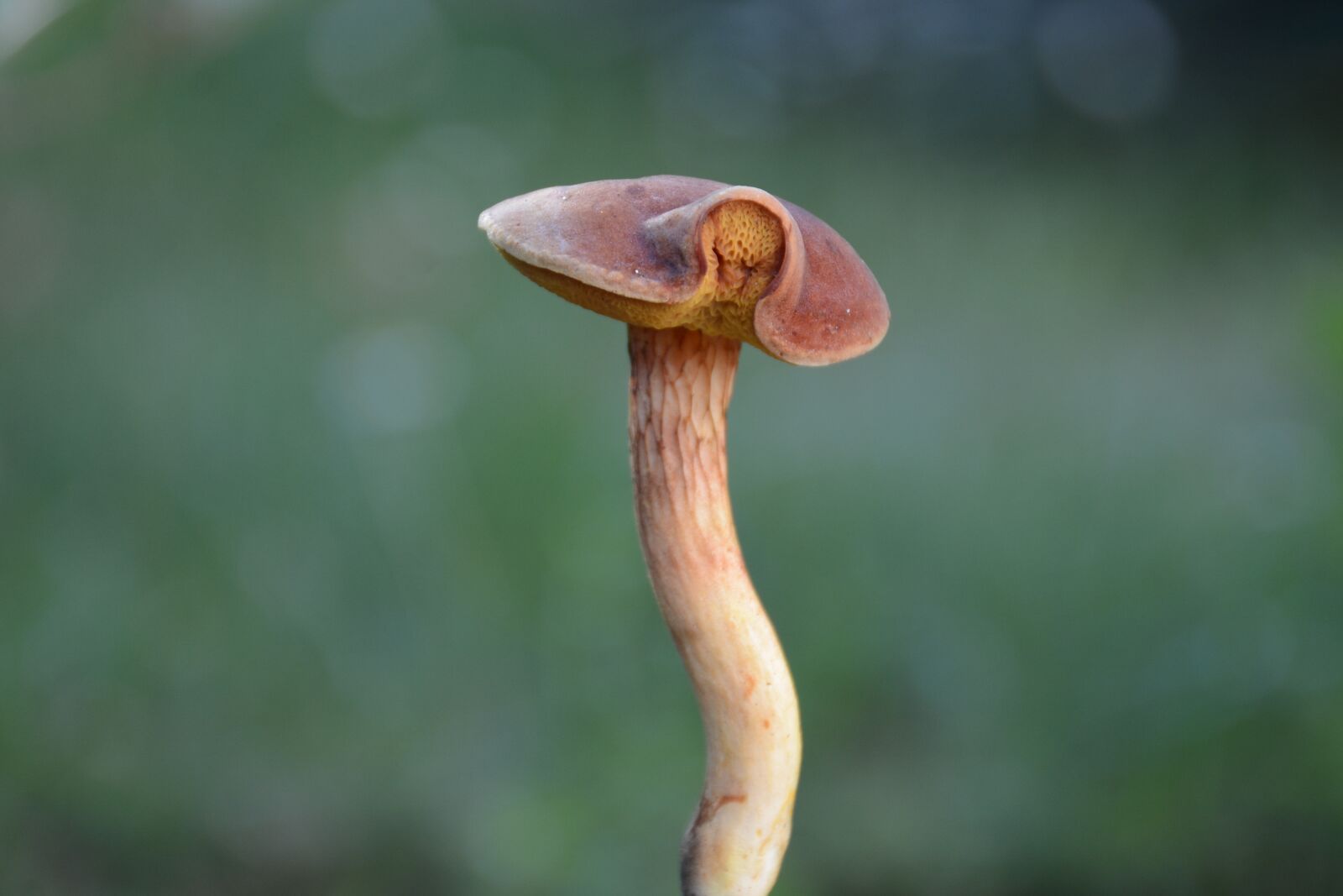 Nikon D7100 sample photo. Mushrooms, forest, nature photography