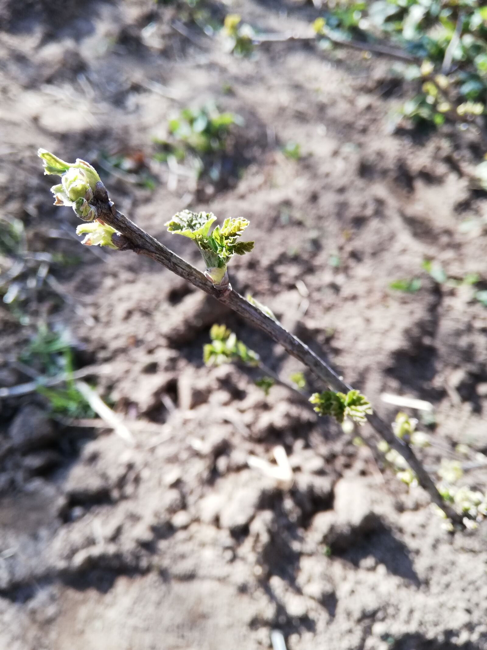 HUAWEI P20 lite sample photo. Spring, branch, dissolved photography