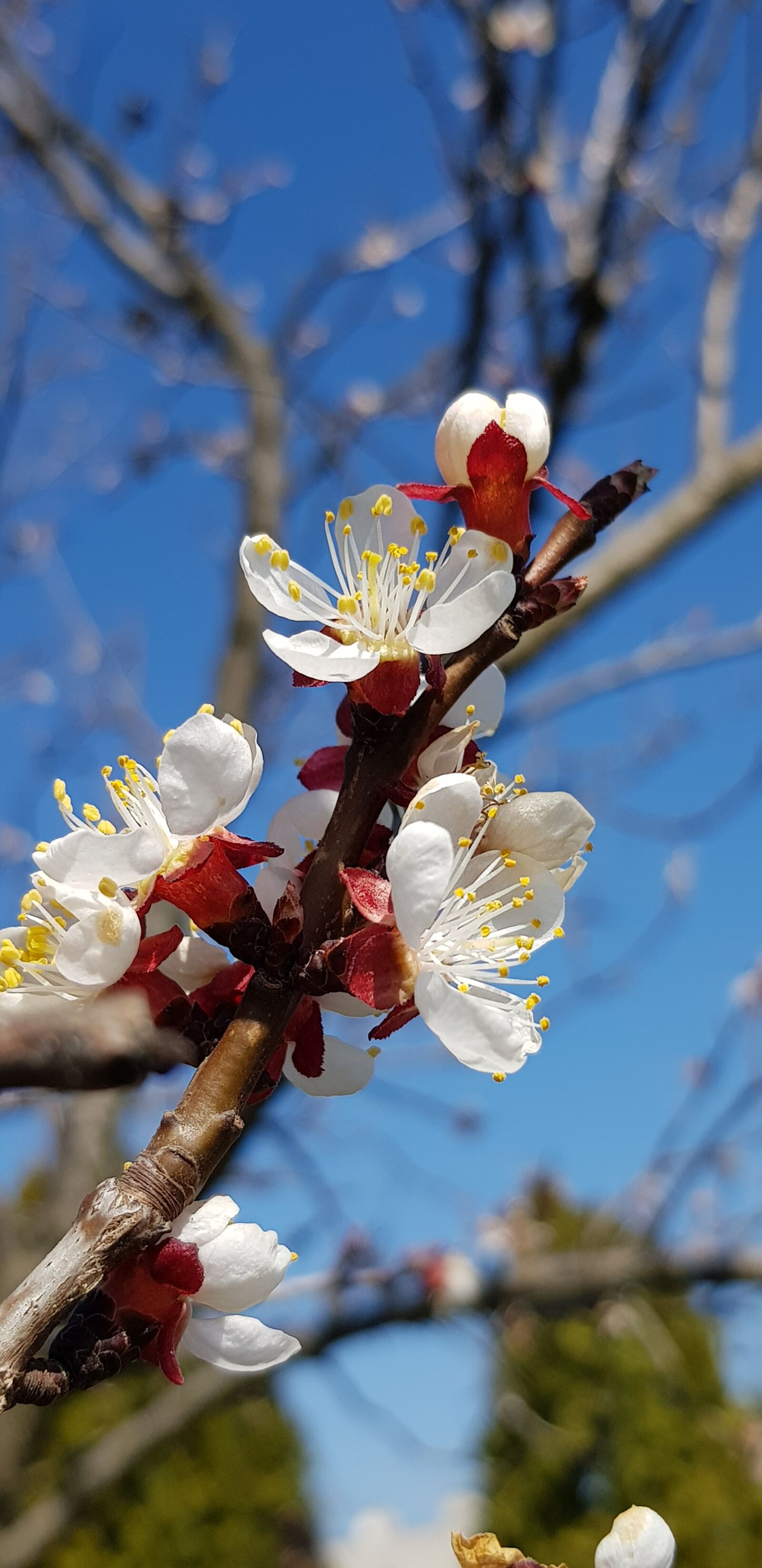 Samsung Galaxy S8 sample photo. Spring, blue sky, fruit photography