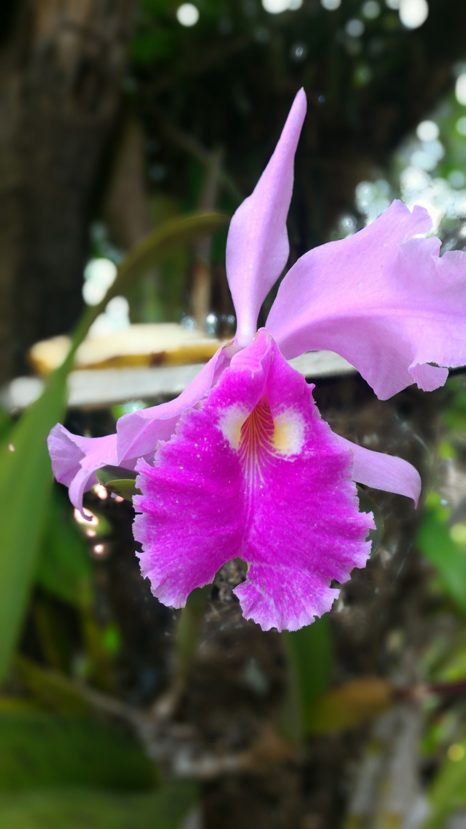 ASUS Z00AD sample photo. Beautiful, flowers, orchid photography