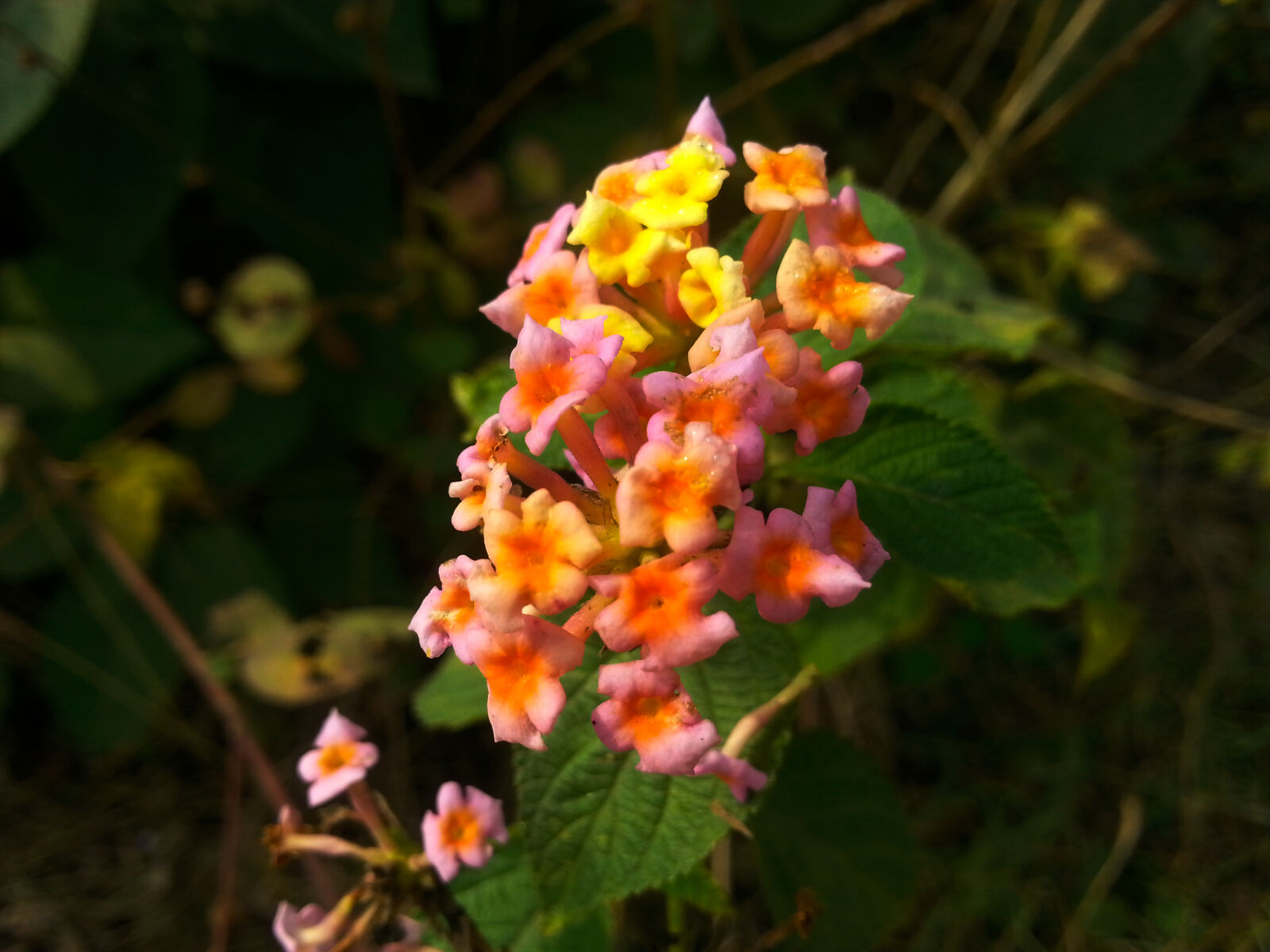 Samsung Galaxy S3 sample photo. Close, up, of, orange photography
