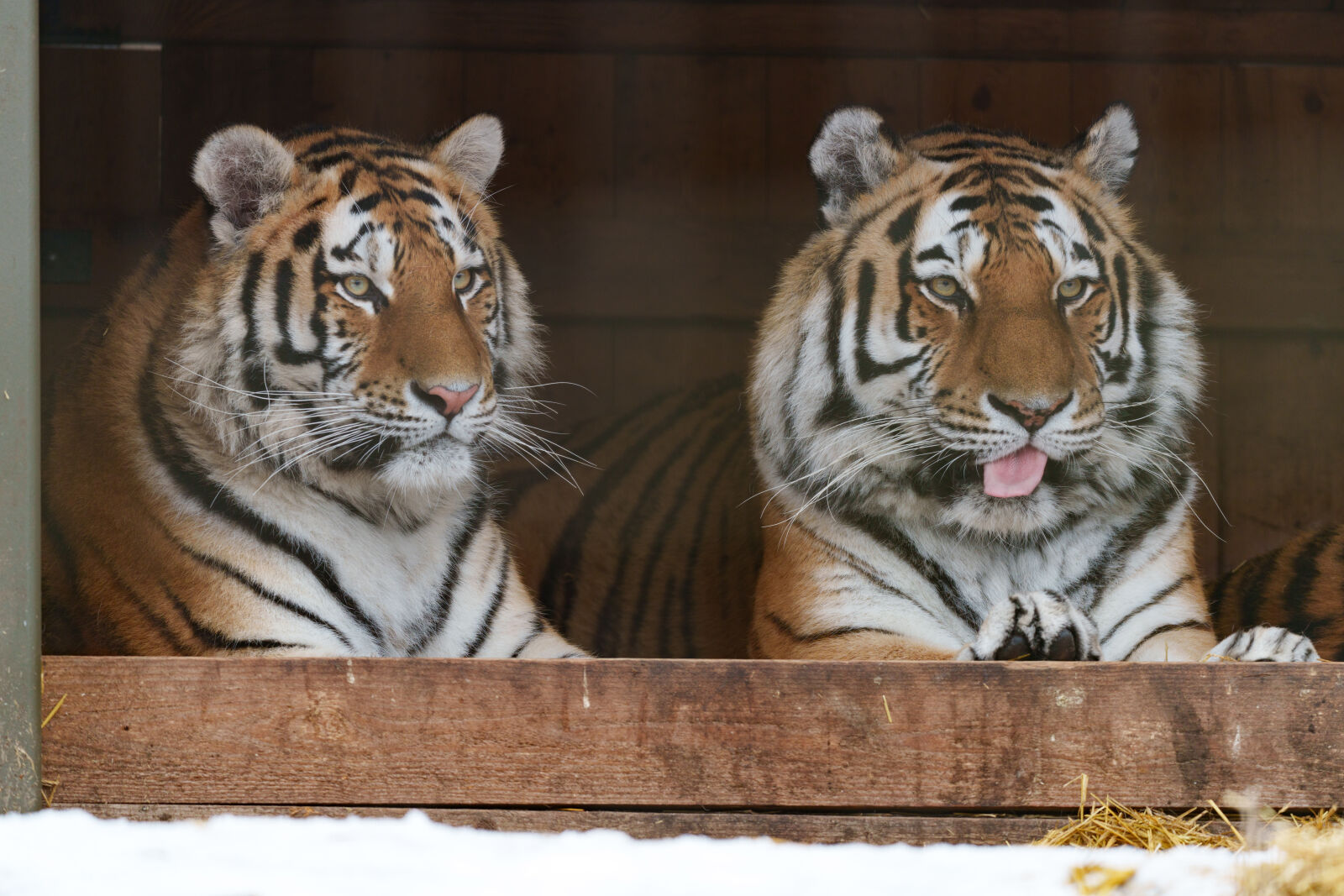 Sony a7R V sample photo. Tiger blep photography