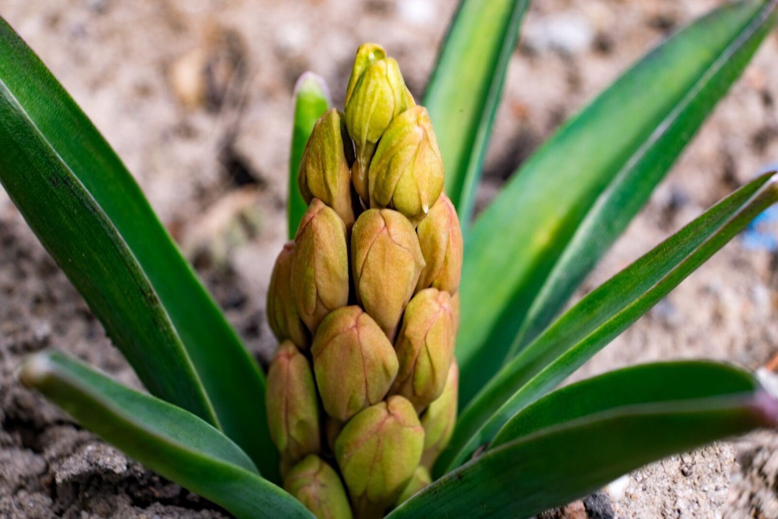 Fujifilm X-T10 sample photo. Bud, spring, hyacinth photography