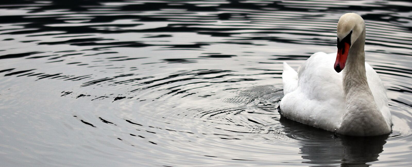 Canon EOS 80D sample photo. Swan, river, reflection, bird photography