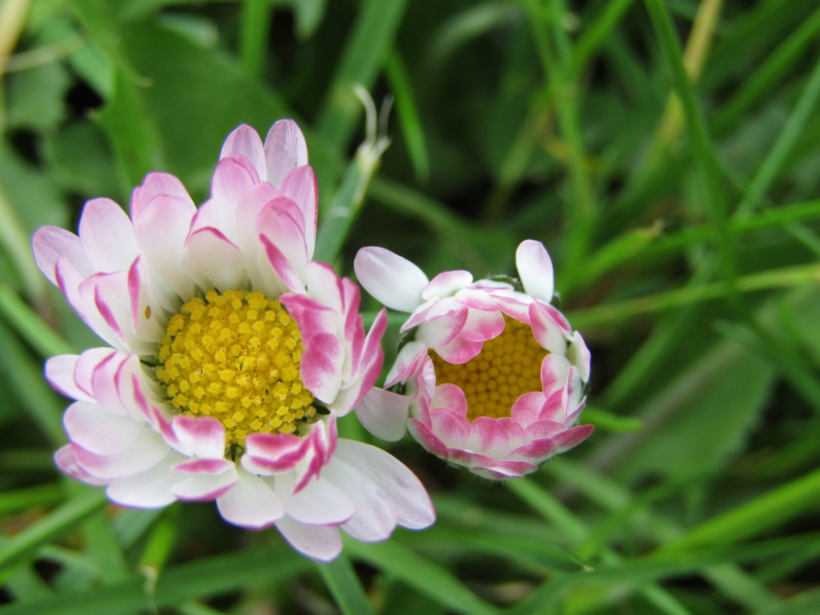 Canon POWERSHOT SX432 IS sample photo. Daisy, flowers, white photography