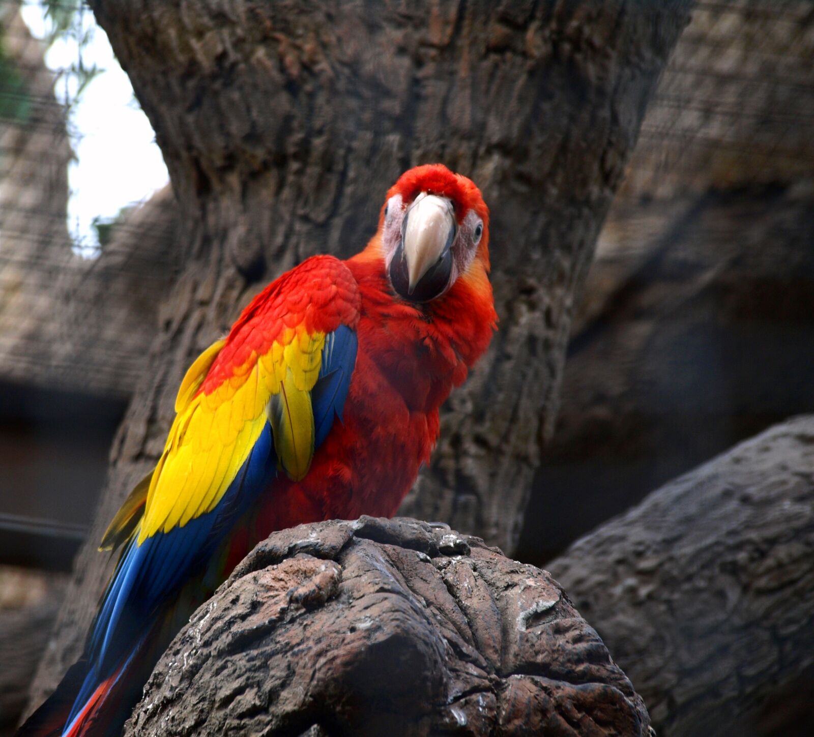 Olympus E-510 (EVOLT E-510) sample photo. Parrot, bird, papużka photography