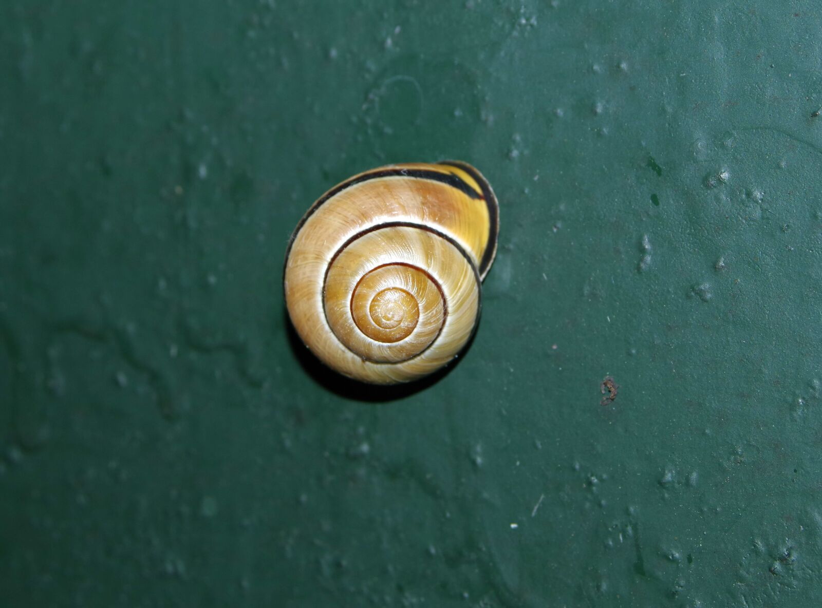 Pentax K-S2 sample photo. Snail, seashell, colored photography