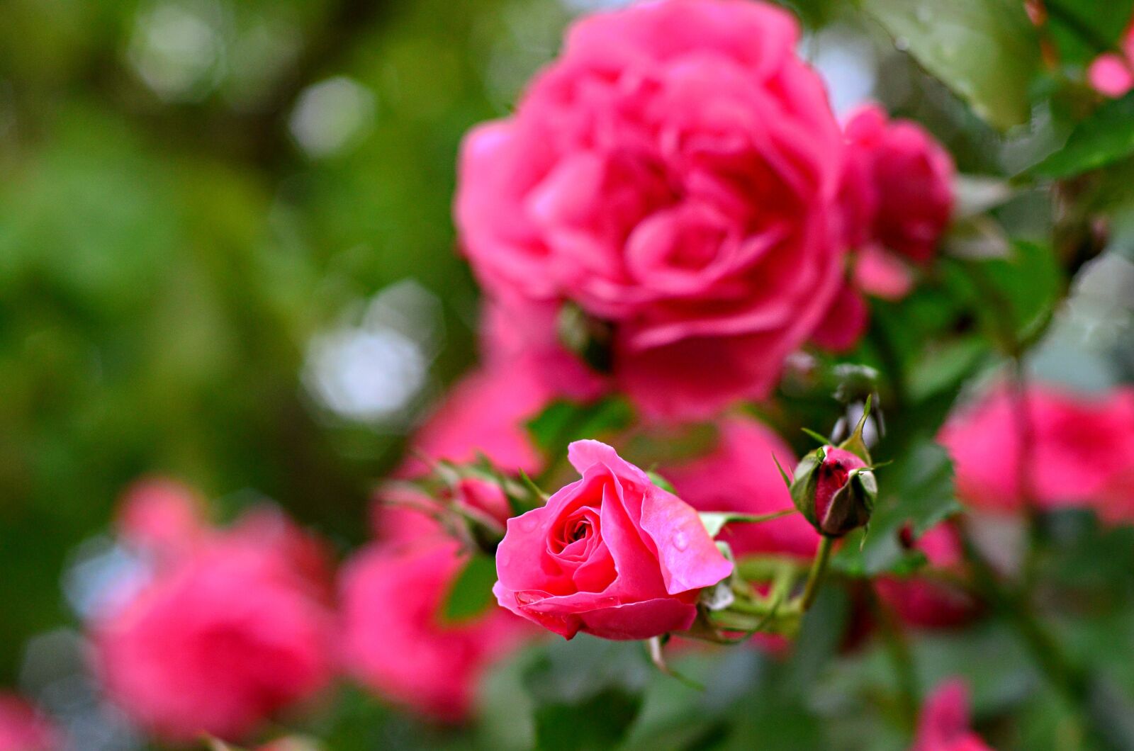 Nikon D5100 sample photo. Rose, flower, pink photography