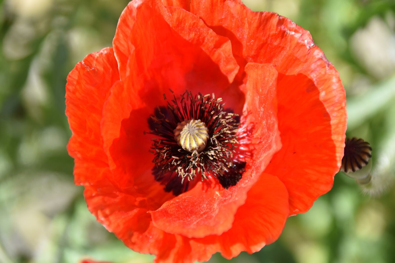 Nikon D5600 sample photo. Flower, flower of poppy photography