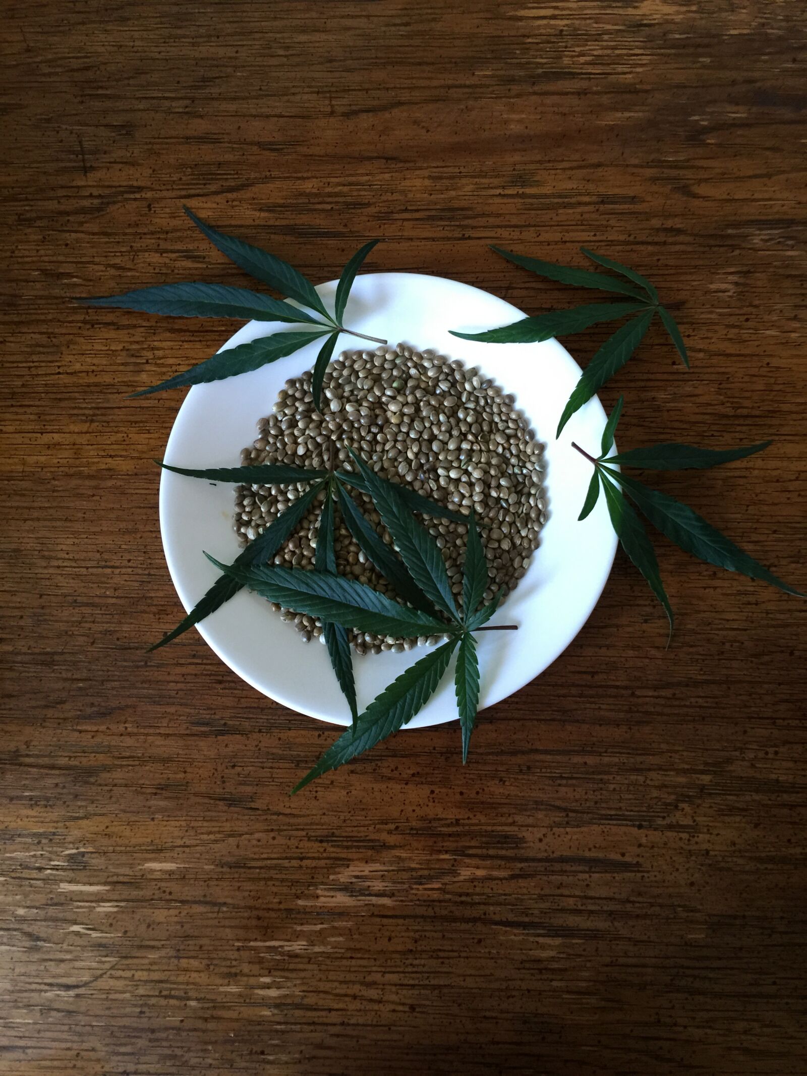 iPhone 6 Plus back camera 4.15mm f/2.2 sample photo. Hemp seeds, sativa, hemp photography