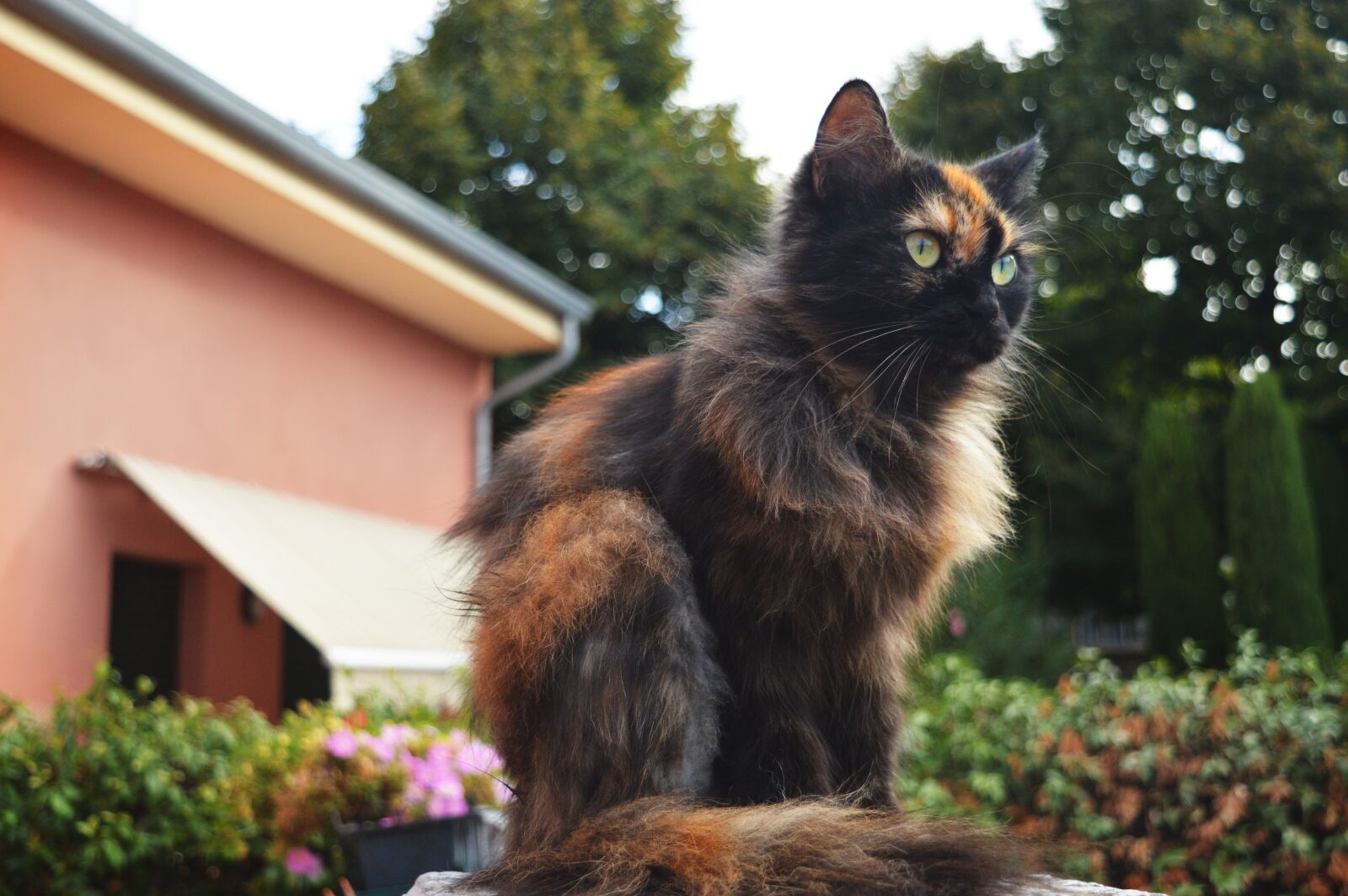 Nikon D3200 sample photo. Cat, background, house photography