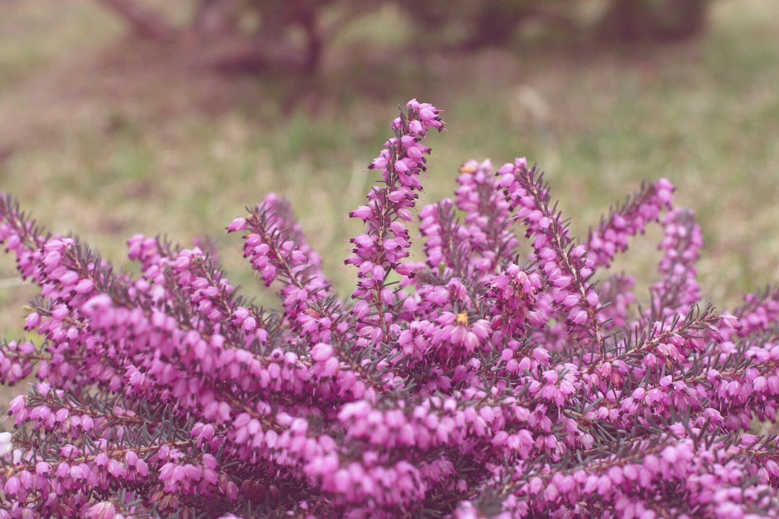 Nikon D7100 sample photo. Flowers, pink, garden photography