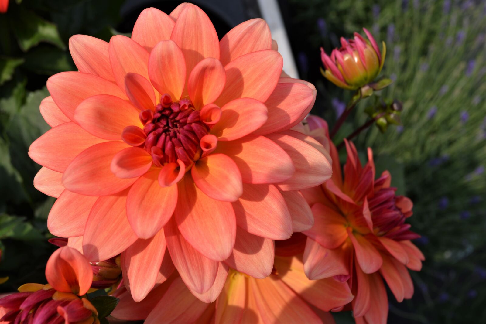 Nikon D5200 sample photo. Orange, flamingo, color photography