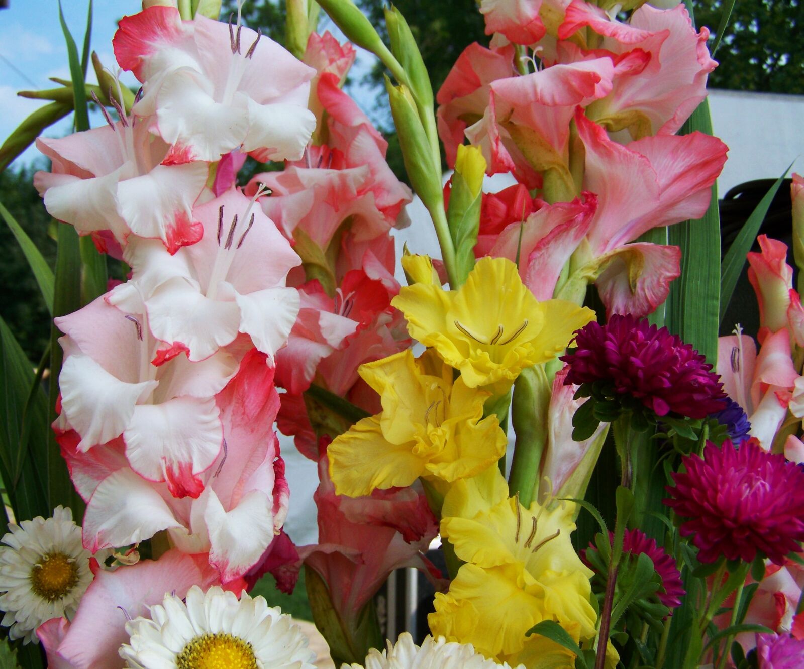 Kodak EASYSHARE ZD710 ZOOM DIGITAL CAMERA sample photo. Bunch of flowers, gladiolus photography