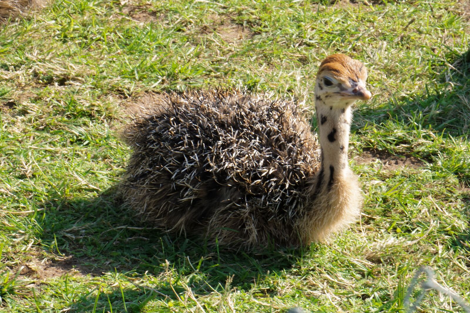 Sony E 55-210mm F4.5-6.3 OSS sample photo. Bouquet, ostrich farm, ostrich photography