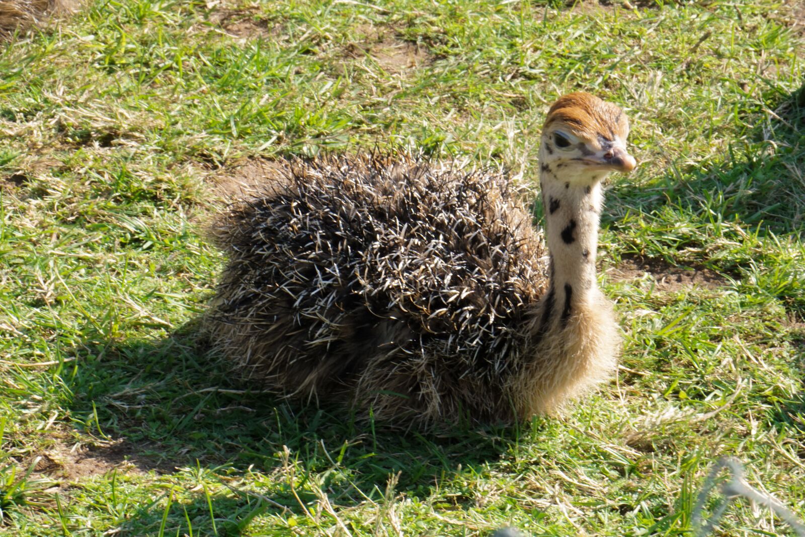 Sony a5100 + Sony E 55-210mm F4.5-6.3 OSS sample photo. Bouquet, ostrich farm, ostrich photography