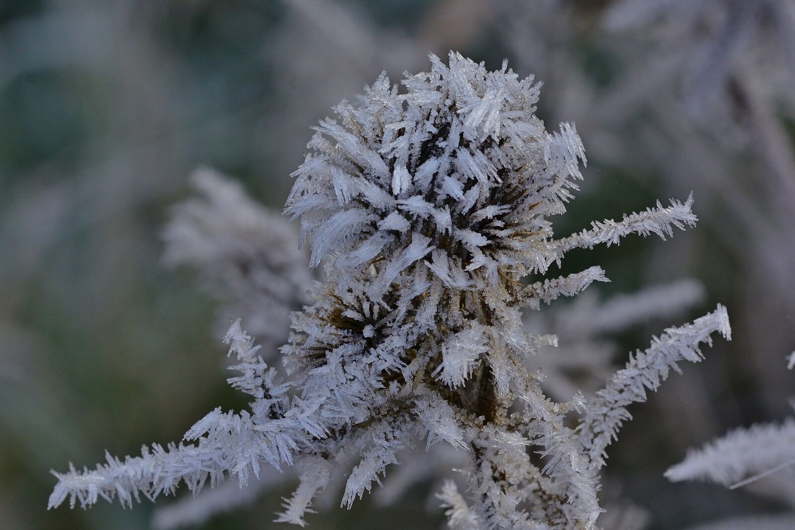 Nikon D5200 sample photo. Frost, hoarfrost, winter photography