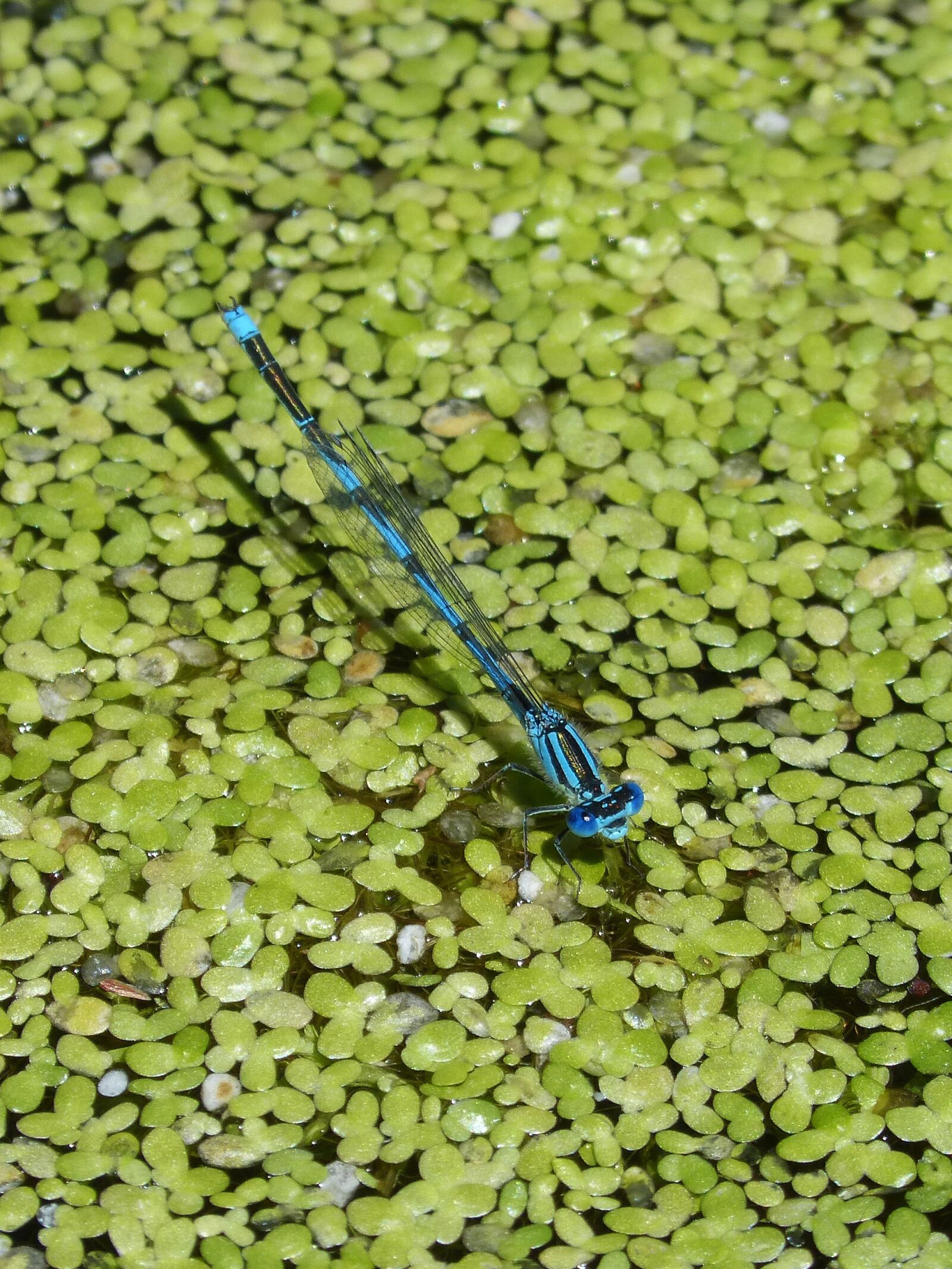 Panasonic DMC-FZ62 sample photo. Enallagama cyathigerum, blue dragonfly photography