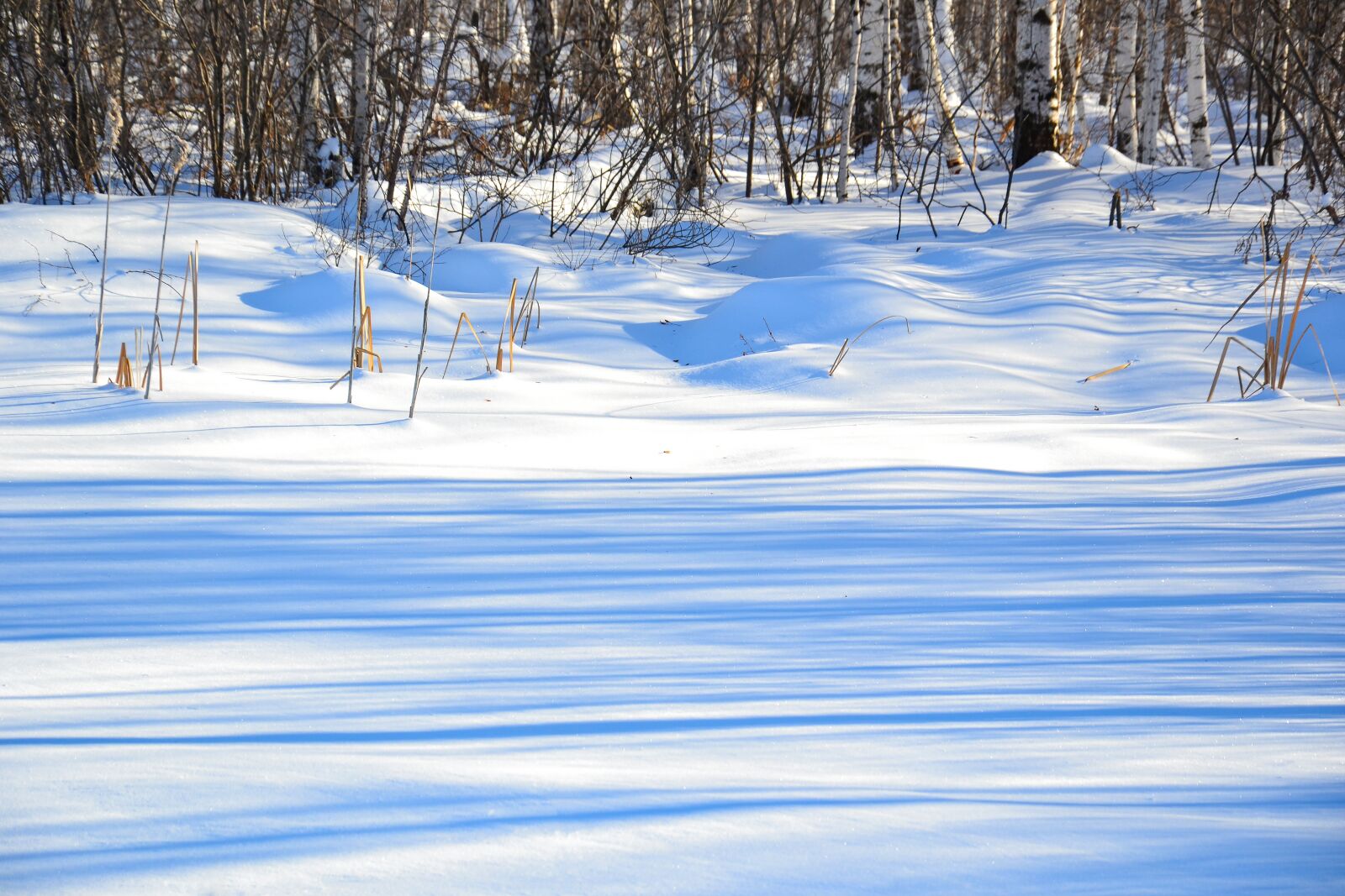 Nikon D3100 sample photo. Forest, winter, nature photography