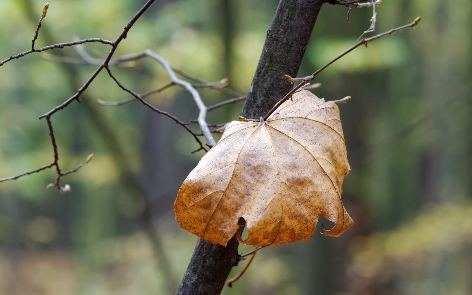 Nikon D5100 sample photo. Leaf, dry, brown photography