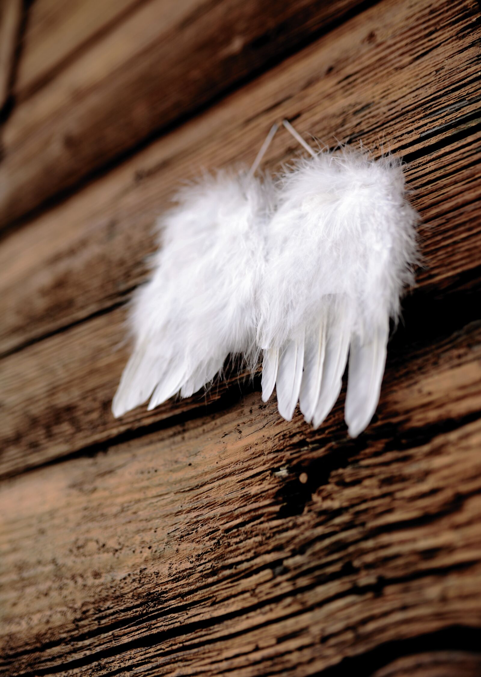 Nikon D610 sample photo. Feather, wing, angel wings photography
